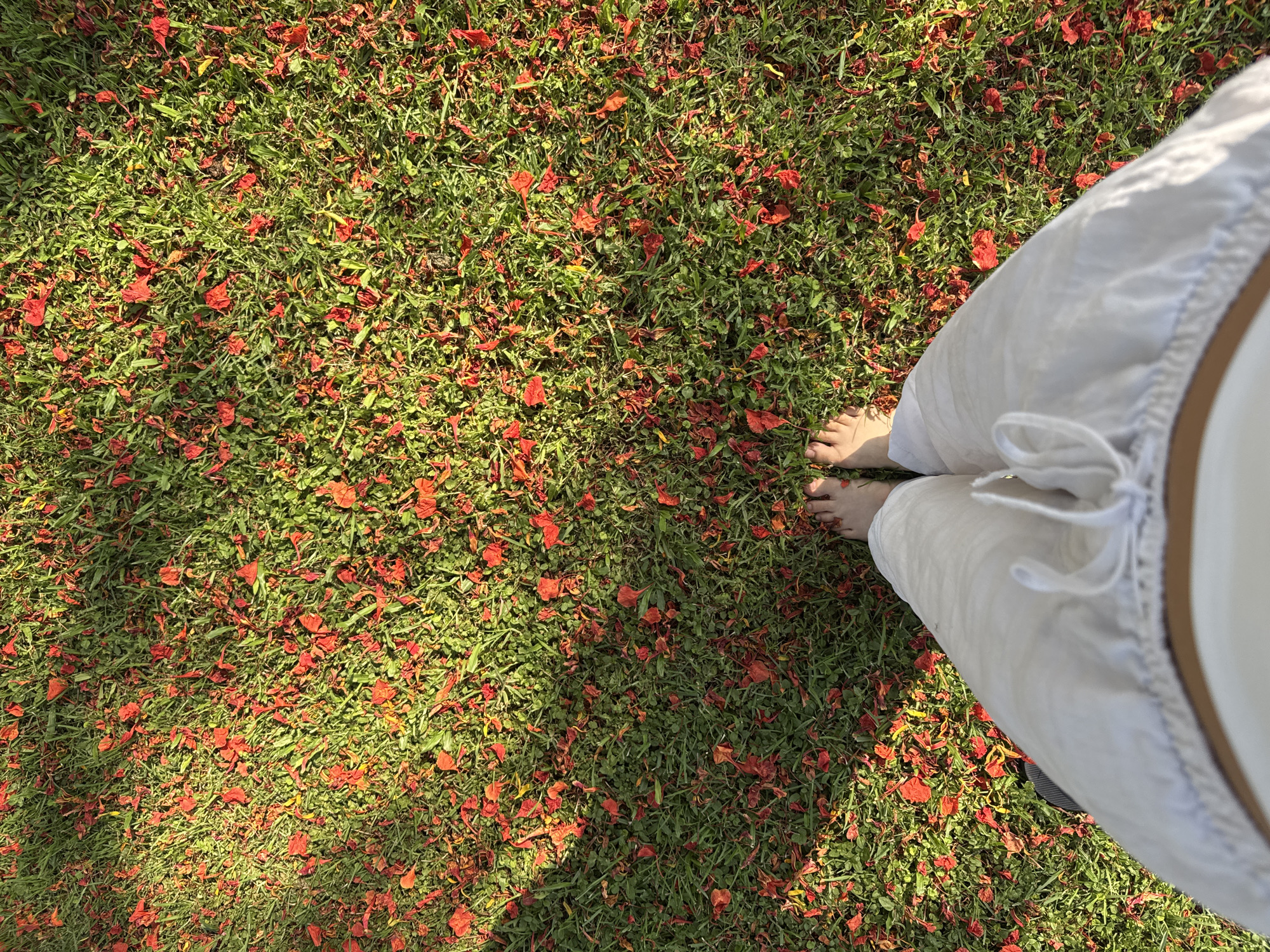 The image shows a patch of green grass covered with scattered red flower petals, likely from a flamboyant tree. In the lower right corner are bare feet and white linen pants of a person standing on the grass. The photograph has been taken from above, looking down. Shadows indicate sunlight. The location is Cocoyoc, Mexico.
