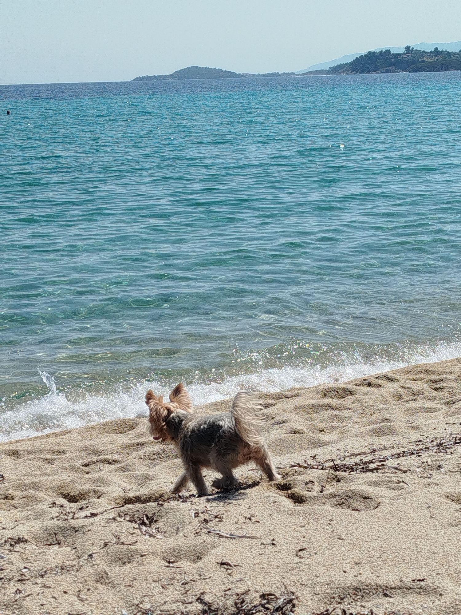 A small, tan-colored dog with pointed ears is walking on a sandy beach. The dog is facing to the left of the frame. The dog's fur appears to be a mix of tan and gray. The dog's tail is raised and fluffy. The beach sand is light brown and has some scattered seaweed and debris. Waves are lapping at the shore, creating a white foam line. In the background, the turquoise water of the sea stretches to the horizon, where a faint line of green land and hills is visible. The sky is a pale, hazy blue. The image was taken in the Sithonia Municipal Unit, Greece.