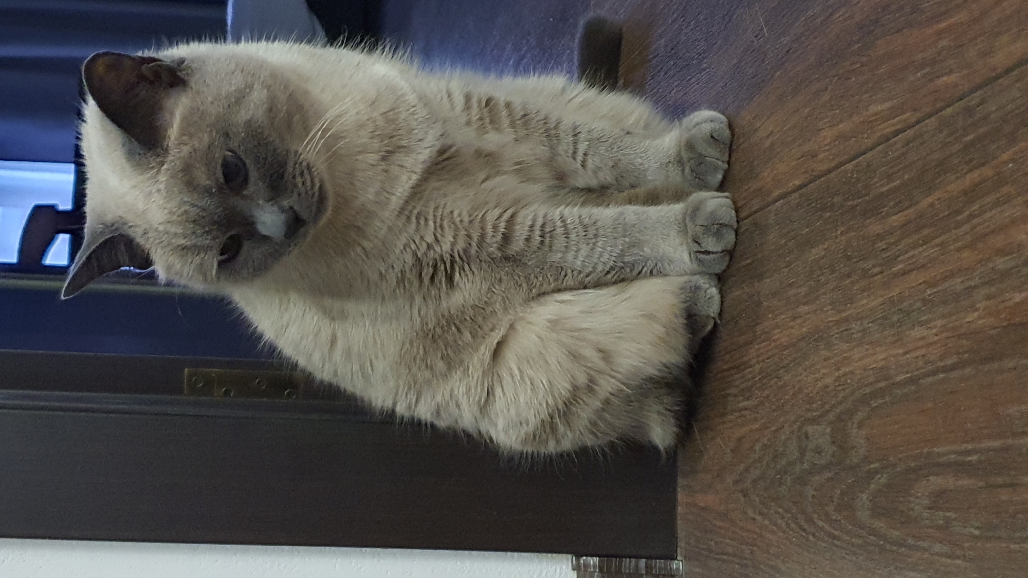 A domestic cat, with light brown and grey fur, sits on a wooden floor next to a dark brown door. The cat is facing to the left, with its head tilted down. The background is dimly lit, with hints of blue and white in the upper right corner. The scene appears to be indoors, possibly in a home. No specific location in Krasnoyarsk, Russia, can be determined from the image.