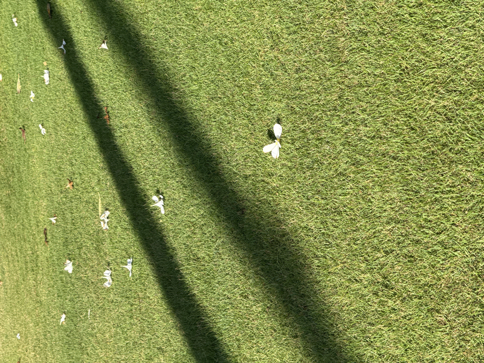 A manicured green lawn with scattered white flowers and brown leaf debris is visible, illuminated by direct sunlight casting two diagonal shadows from an unseen object. The scene is likely located outdoors in Ko Samui District, Thailand, suggesting a garden, park, or resort area. There are no people or active events depicted, creating a still-life composition focused on the texture of the grass and the contrast between light and shadow.