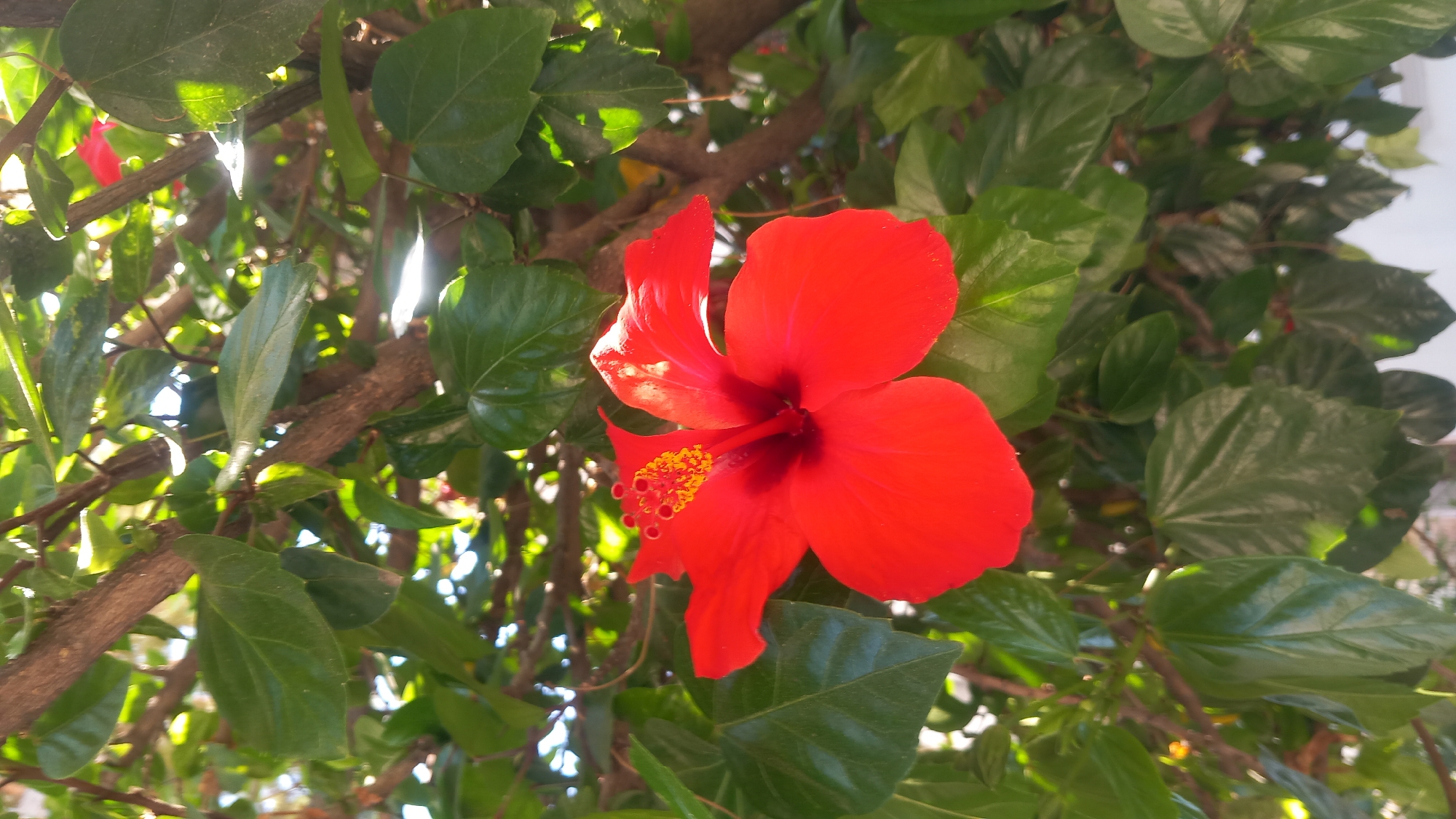 The image shows a close-up of a vibrant red hibiscus flower in bloom, set against a backdrop of lush green leaves and branches. Sunlight filters through the foliage, creating highlights and shadows on the petals and leaves. The flower's stamen is prominently displayed with its yellow pollen. The scene appears to be from an outdoor garden or natural setting. While specific details about the city of Kos, Greece are not evident in the image itself, the context of the question suggests this photograph was taken there. The image is a still life, focusing solely on the natural beauty of the flower and its surroundings. There are no people, actions, or interactions depicted.