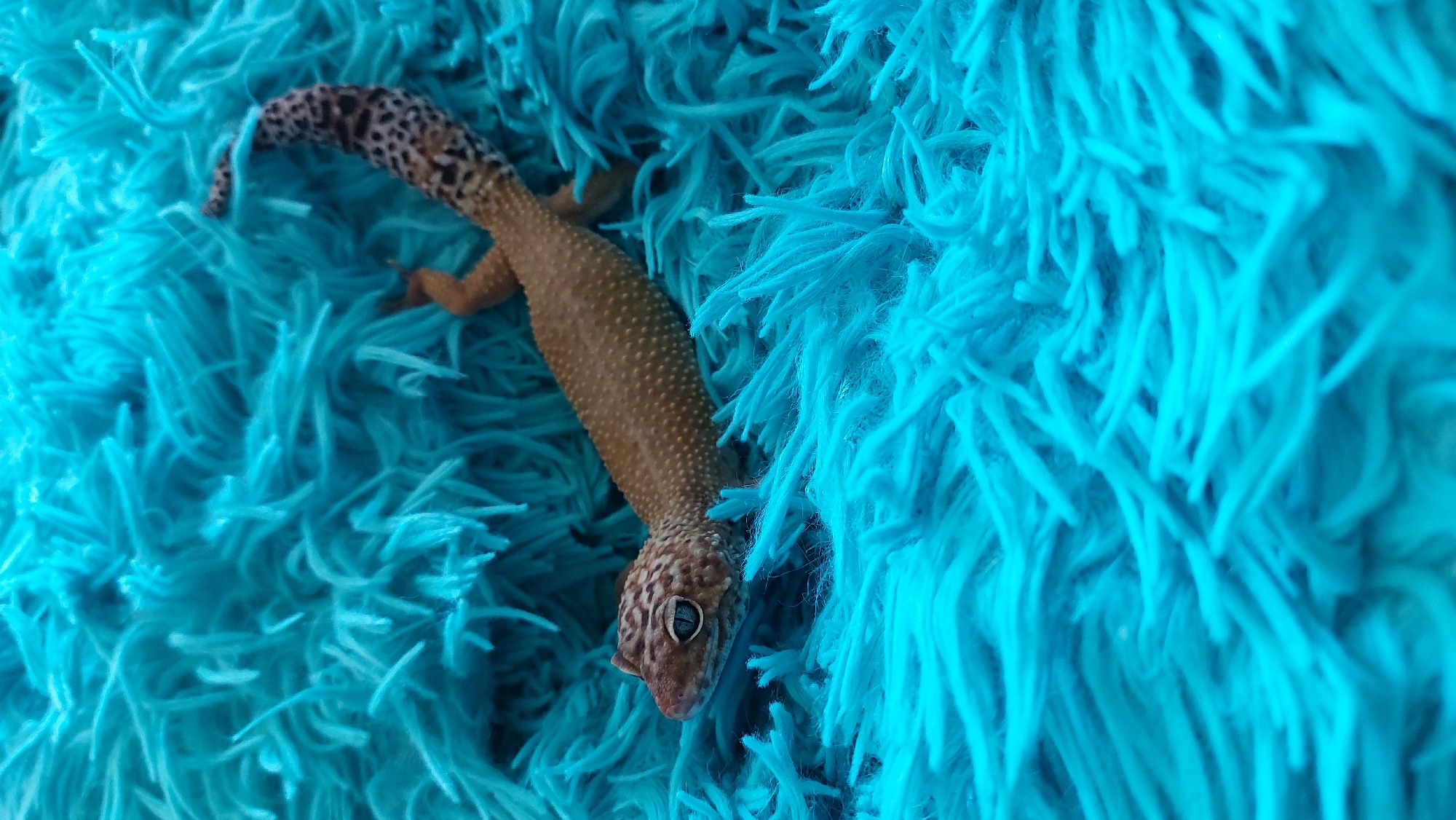 The image shows a leopard gecko resting on a bright blue, fluffy surface. The gecko is an orange-brown color with distinctive black spots along its back and tail. Its eyes are clearly visible, with a patterned iris. The gecko's body is elongated, and its tail curves upwards. The blue surface appears to be made of long, soft fibers, creating a textured background. There are no people or buildings visible in the image. The scene is likely indoors, given the texture of the surface and the absence of any natural elements. It is impossible to determine the location in the city of Зелёный, Russia based on this image alone.