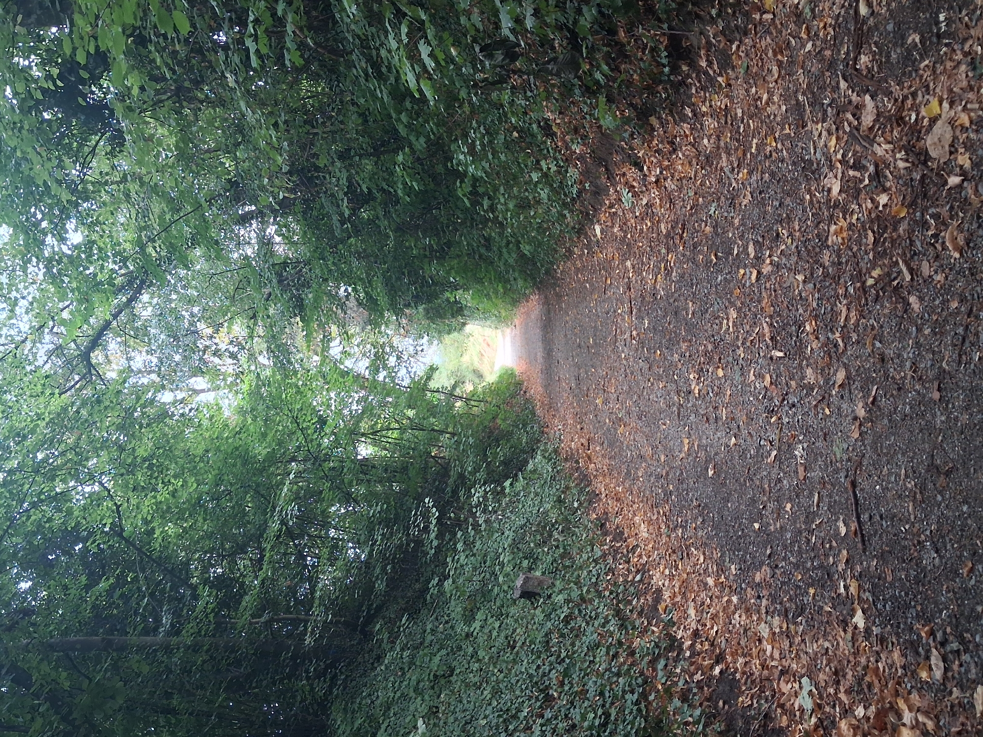 The image depicts a gravel pathway winding through a wooded area. The pathway is covered with fallen brown and yellow leaves, suggesting it is autumn. Lush green trees and foliage line both sides of the path, creating a canopy overhead that allows dappled sunlight to filter through. In the distance, the pathway appears to open up to a brighter area, hinting at a clearing or the edge of the woods. The scene conveys a sense of natural tranquility. This pathway is located in the Offenburg Municipal Forest (Stadtwald Offenburg).