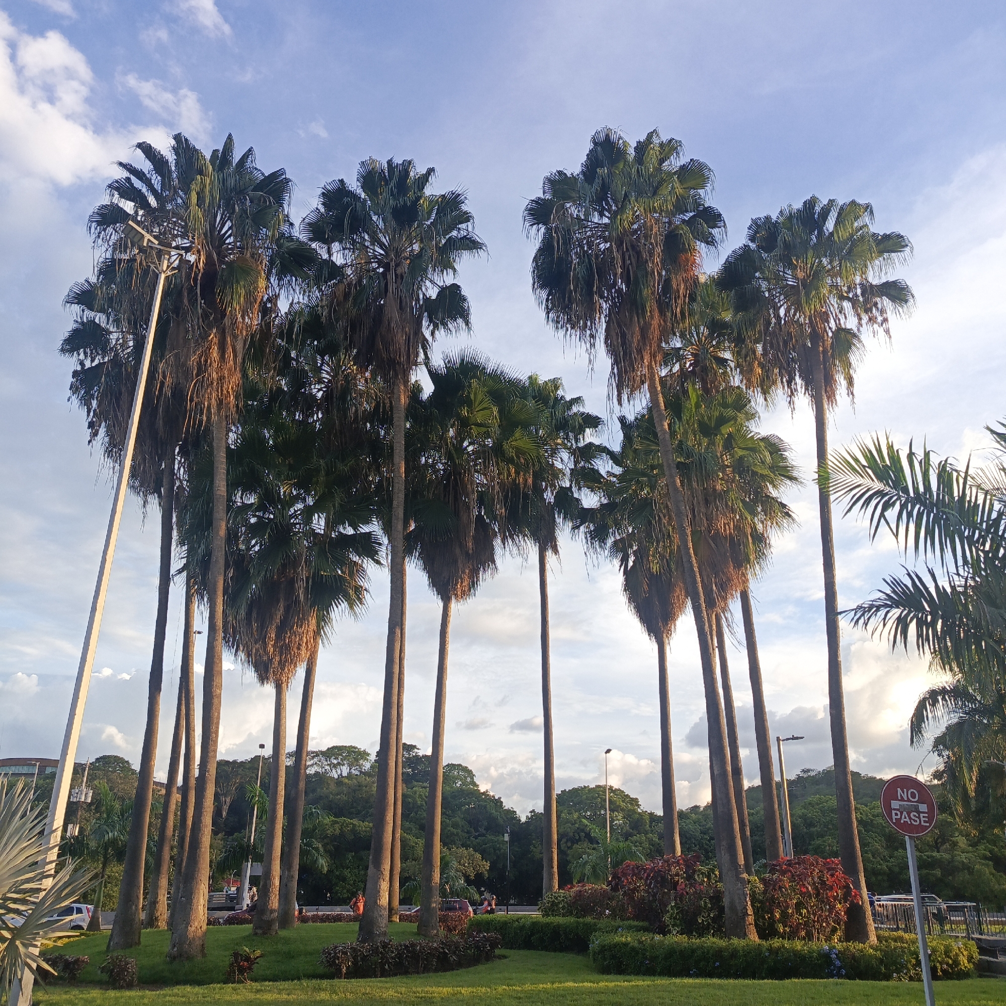 The image captures a view of a street lined with tall palm trees in Caracas, Venezuela. In the foreground, a neatly manicured lawn is bordered by a hedge. Several palm trees with prominent trunks and abundant fronds dominate the central part of the frame. Behind the palm trees, a street is visible with a few vehicles, including a white car and a reddish car. A pedestrian can be seen on the sidewalk, and another person appears to be standing near a bush. A red and white circular sign with the words "NO PASE" is prominently displayed on a pole on the right side of the image. In the background, lush green trees and hills form the backdrop, with a building visible on the left. The sky is a mix of blue with scattered clouds, suggesting it is daytime, likely late afternoon due to the lighting.