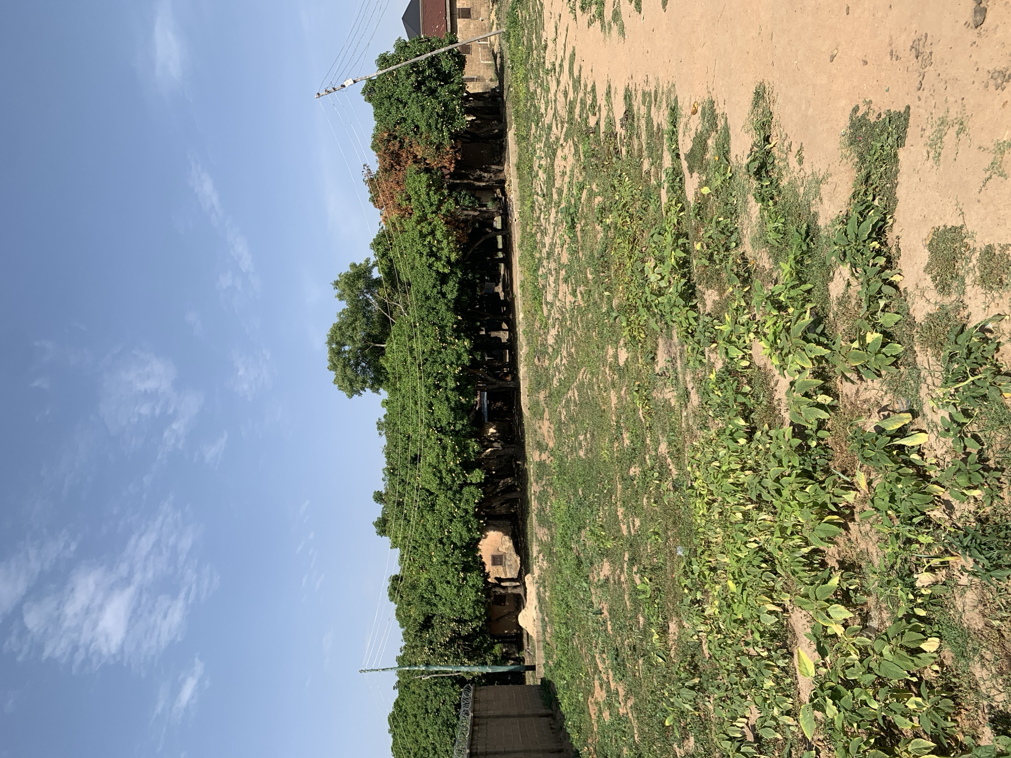 The image presents a landscape in Rafin Par, Nigeria. The sky is clear blue with light white clouds. A line of mature trees with green foliage stretches across the midground. Utility poles and wires are visible along the treeline.
The foreground is characterized by a grassy and sandy ground, with patches of vegetation growing along the terrain. In the background, portions of buildings are visible, indicating residential or commercial structures. A brown brick wall is visible on the left bottom of the image.
