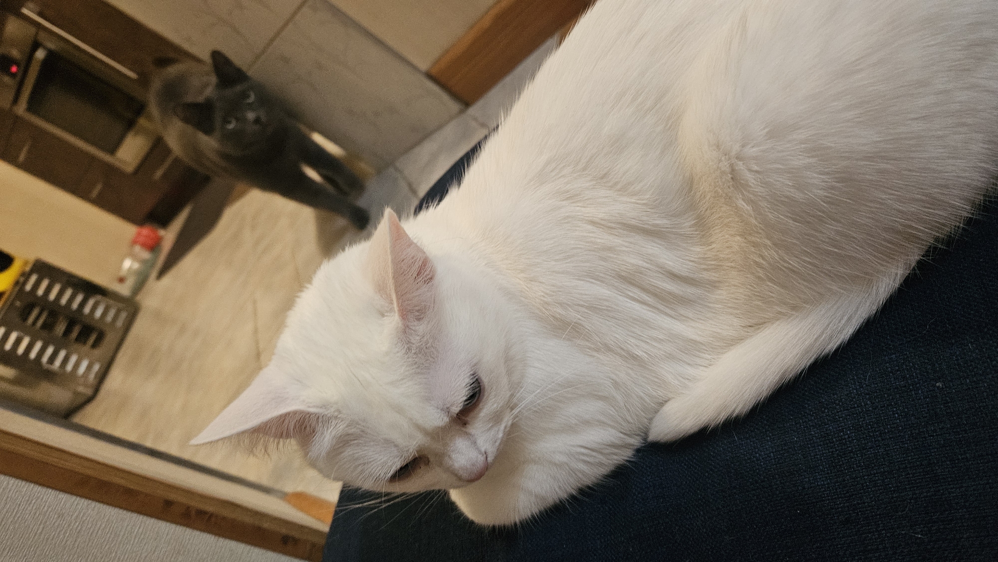 A white cat is lying on a dark blue surface, with its head turned to the left, looking down. The cat's fur is long and white, with a hint of cream color on its back. In the background, a gray cat is standing and looking towards the camera. The environment appears to be an indoor setting, possibly a home, with tiled flooring and cabinets visible. The image is taken from a slightly elevated angle, focusing on the white cat in the foreground. The overall lighting is dim, casting soft shadows.