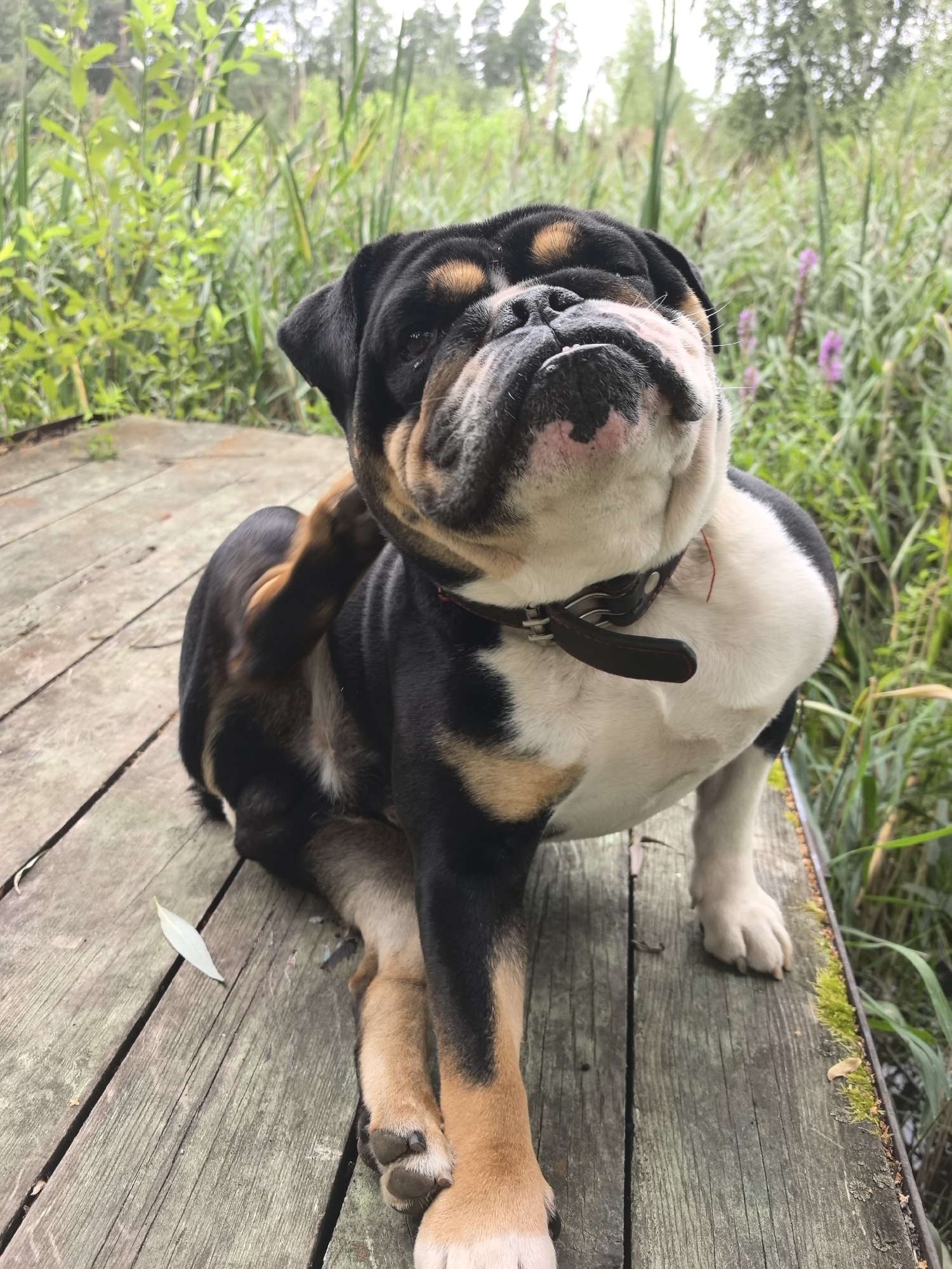 A tricolor English Bulldog is seated on a weathered wooden deck, scratching its ear with its hind leg. The dog has a black, white, and tan coat and is wearing a dark collar with silver hardware. The deck is surrounded by lush green foliage and reeds, with some purple flowers visible in the background. The lighting suggests an overcast day. The scene appears to be in an outdoor, natural setting, possibly near a body of water. There are no people or other animals present. The composition focuses on the dog, with the background slightly blurred. The image does not provide any specific clues about its location within the city of Chaikovsky, Russia.