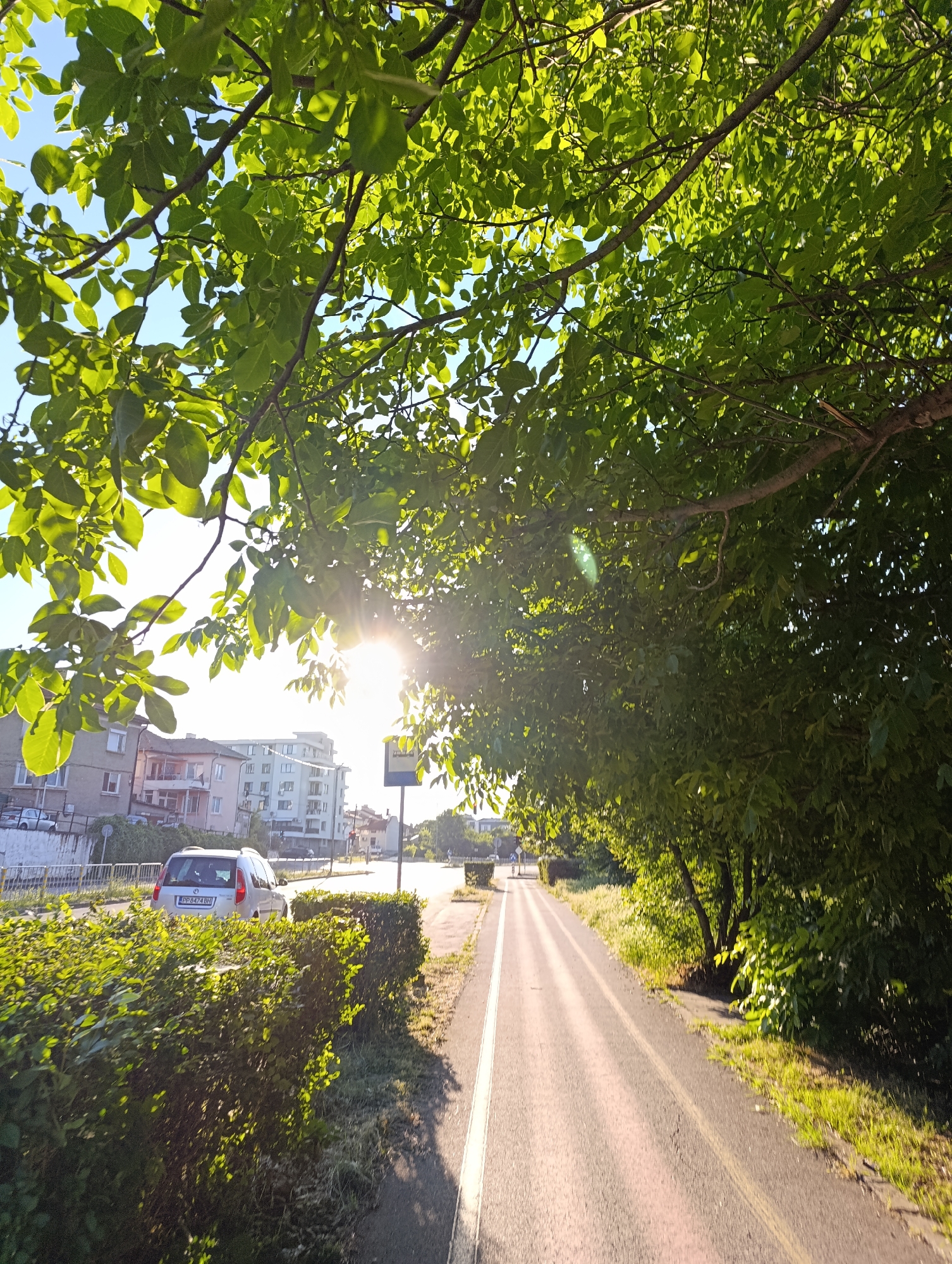 The image depicts a sun-dappled scene along a city street with a dedicated bike lane. Lush green foliage from overhanging trees creates a natural canopy, with sunlight filtering through the leaves, casting dappled shadows on the path. The bike lane, marked with white and yellow lines, runs parallel to a sidewalk. To the left of the bike lane, a street is visible with parked cars and multi-story buildings in the background, suggesting an urban or suburban setting. A silver hatchback car with a license plate is parked alongside a well-maintained green hedge. On the right side of the bike lane, more trees and vegetation line the path. The sky is a clear blue. The scene is well-lit by the sun, which appears to be at a moderate elevation, indicating it might be morning or late afternoon.