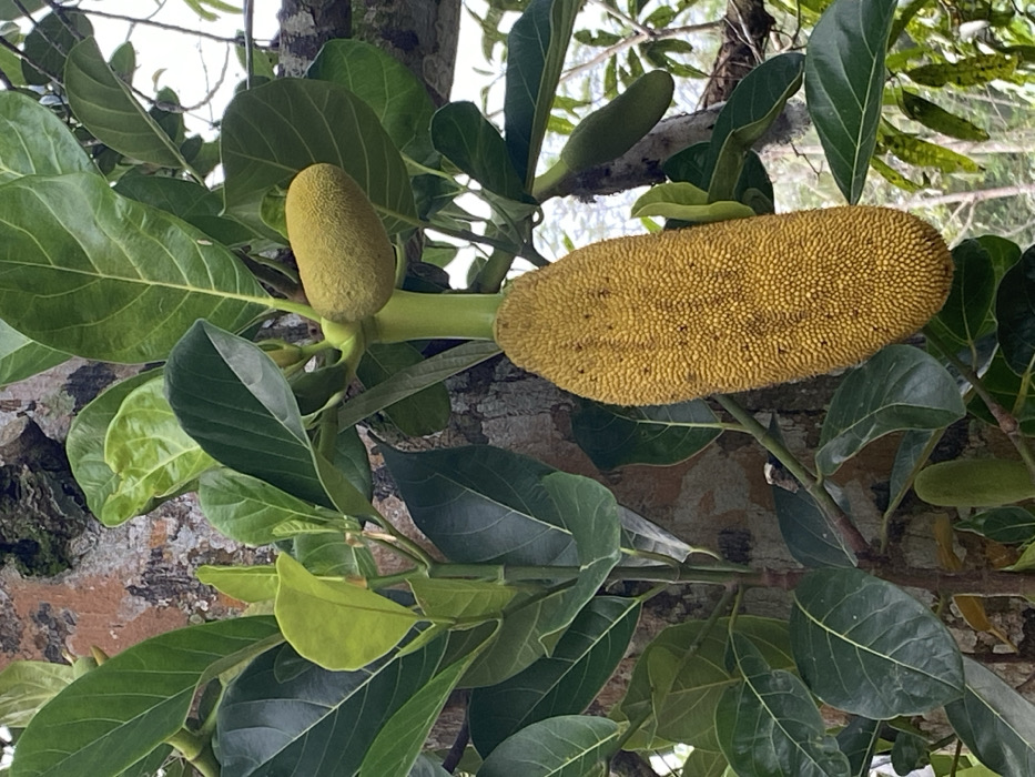 A jackfruit tree displays several stages of fruit development. A large, oblong jackfruit dominates the view, its textured, yellow-green surface dotted with small protuberances. Adjacent to it, a smaller, younger jackfruit exhibits a smoother, more rounded shape. Lush, dark green leaves surround the fruits, their veined surfaces adding depth to the composition. The tree trunk, textured with bark, provides a sturdy backdrop, blending with the vibrant greenery. Another small fruit is visible.