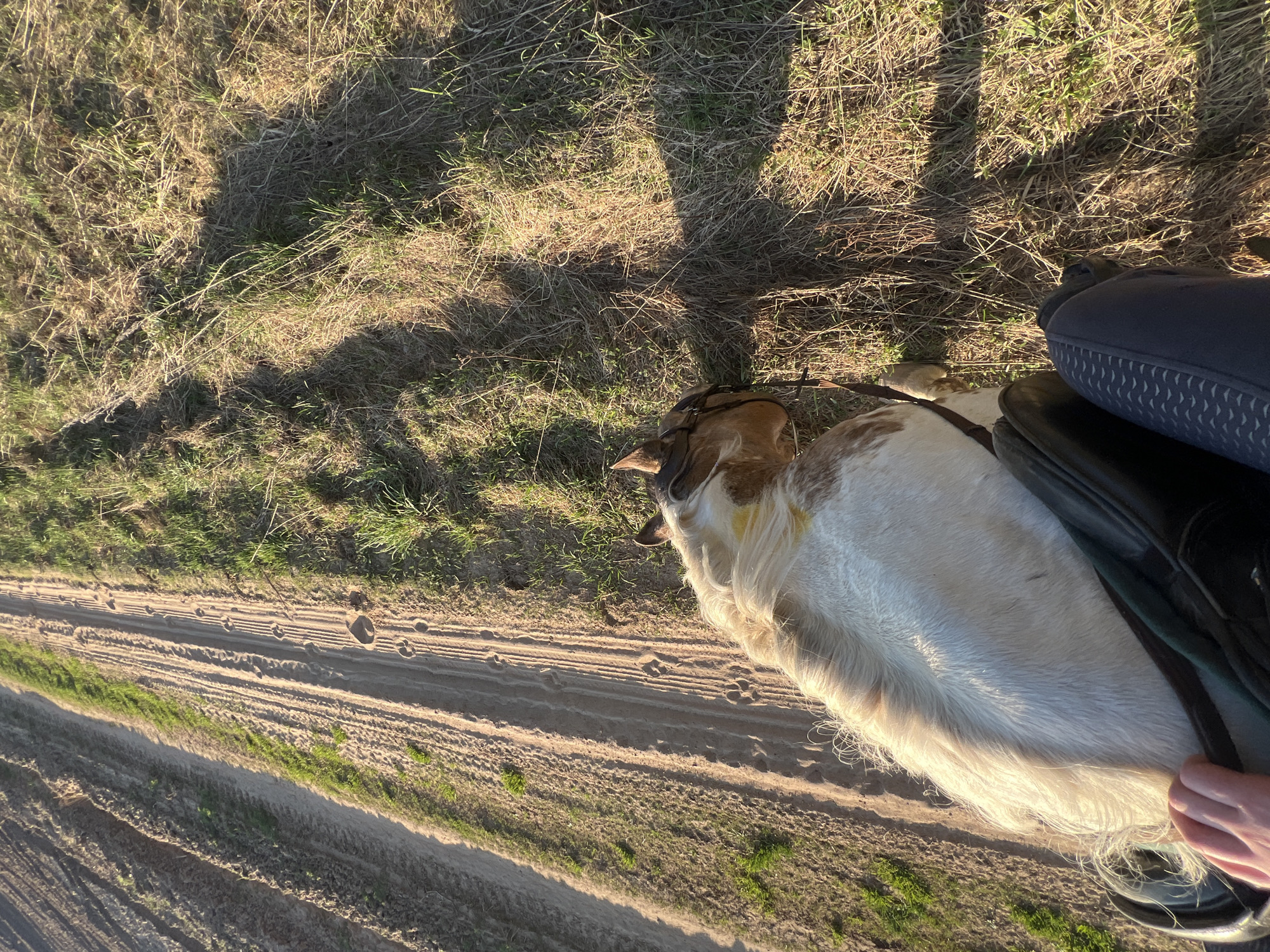 A medium-angle shot shows a view from the back of a horse with a rider in a saddle. The horse is walking along a dirt road or path lined with green grass and dry vegetation. The horse is primarily white with brown markings on its head. The rider is wearing dark-colored riding pants and is seated in a black saddle. In the distance, the path continues toward the horizon. The location is Ol'khovskoye, Russia.