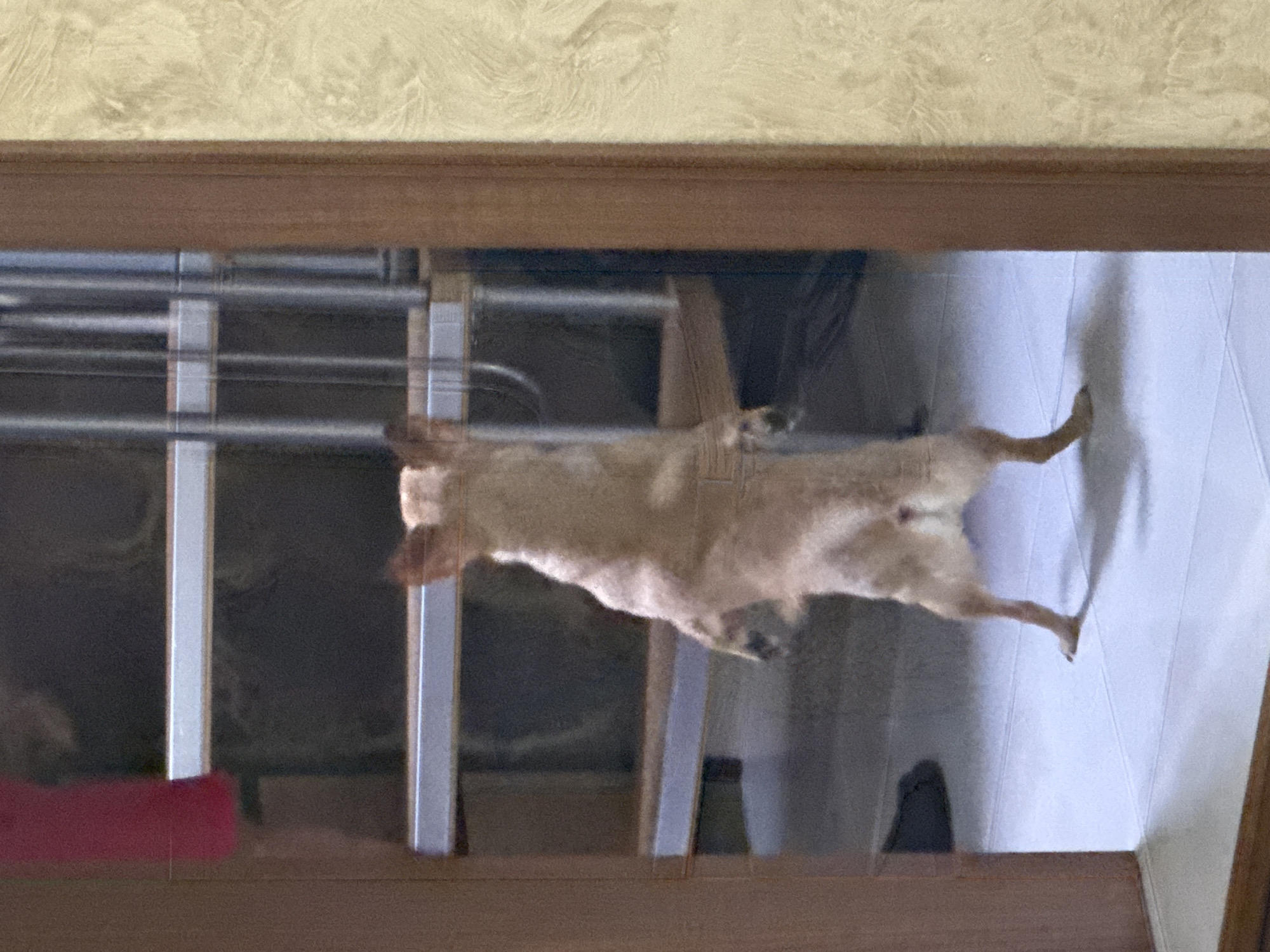 A medium-sized, light brown dog is lying on its back inside what appears to be a room with light-colored, textured walls. The scene is viewed through a doorway or framed opening with a wooden border. Visible through the doorway is a partially obscured metal rack or shelving unit. The dog is positioned between the rack and a white wall panel. The location is not discernible in the photo.