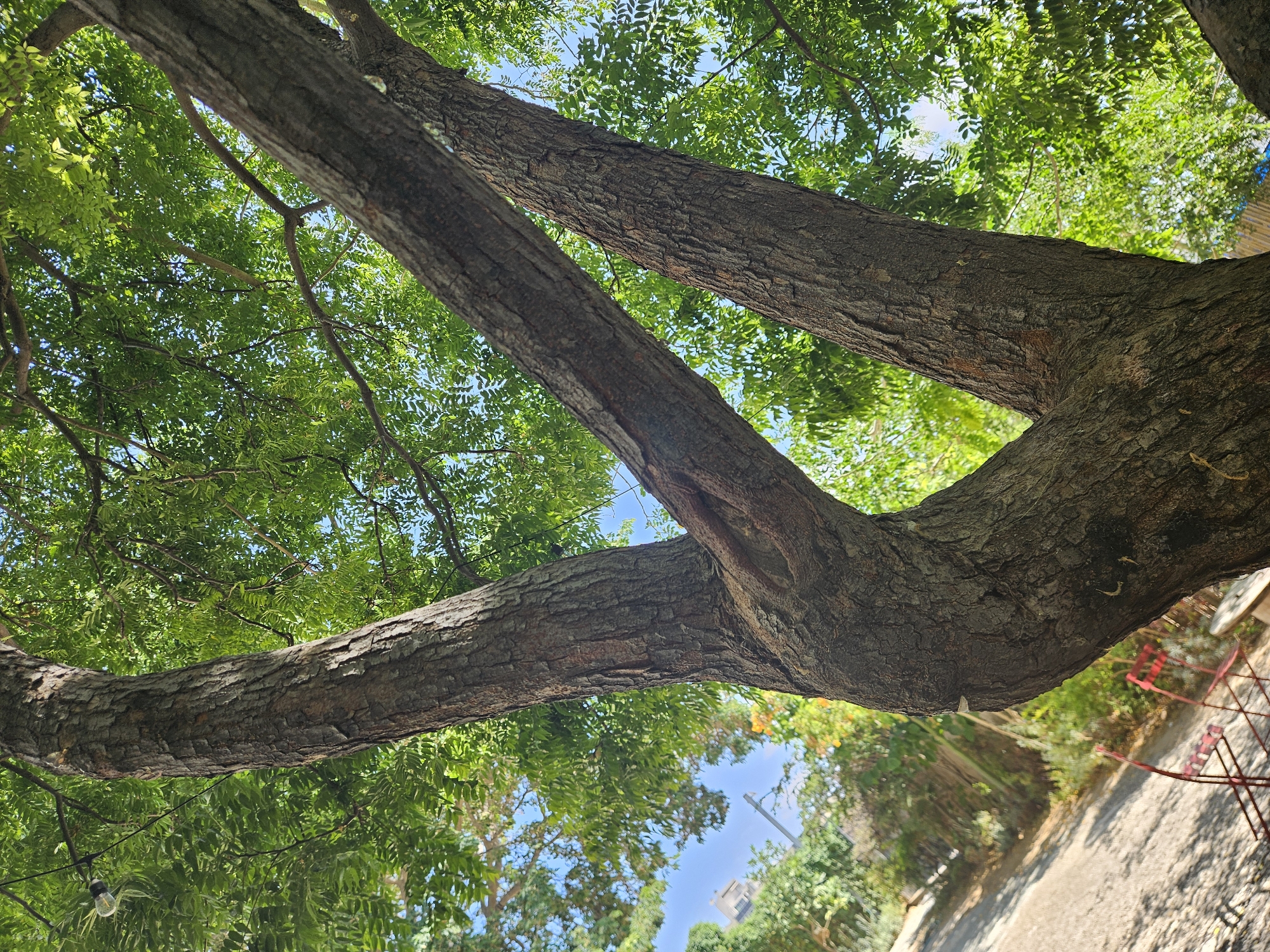 The image captures a close-up, low-angle view of the trunk and branches of a tree with lush green foliage against a bright blue sky. The bark of the tree is rough and textured, and the trunk splits into two prominent branches. The scene is set outdoors, with a paved path and greenery visible in the background. Red chairs and a bench are also present, suggesting an outdoor seating area. The overall atmosphere is serene and natural.
This photograph was taken at a cafe on the rooftop of Beit Ariela, Tel-Aviv's central public library, located at 25 Bnei Dan Street, Tel-Aviv, Israel. The cafe offers a tranquil green oasis in the heart of the city, and this view from beneath the trees is typical of the setting.