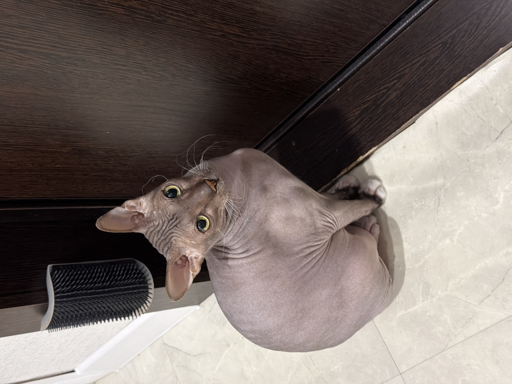 A hairless cat, possibly a Sphynx breed, is sitting on a tiled floor next to a dark brown wooden door. The cat has wrinkled skin, large ears, and yellow eyes. To the left of the cat, attached to a white wall, is a black grooming brush. The floor appears to be a light-colored marble or ceramic tile with subtle veining. The lighting suggests an indoor environment, possibly a home. There are no people or specific landmarks identifiable within the image that would indicate its location in Izhevsk, Russia.