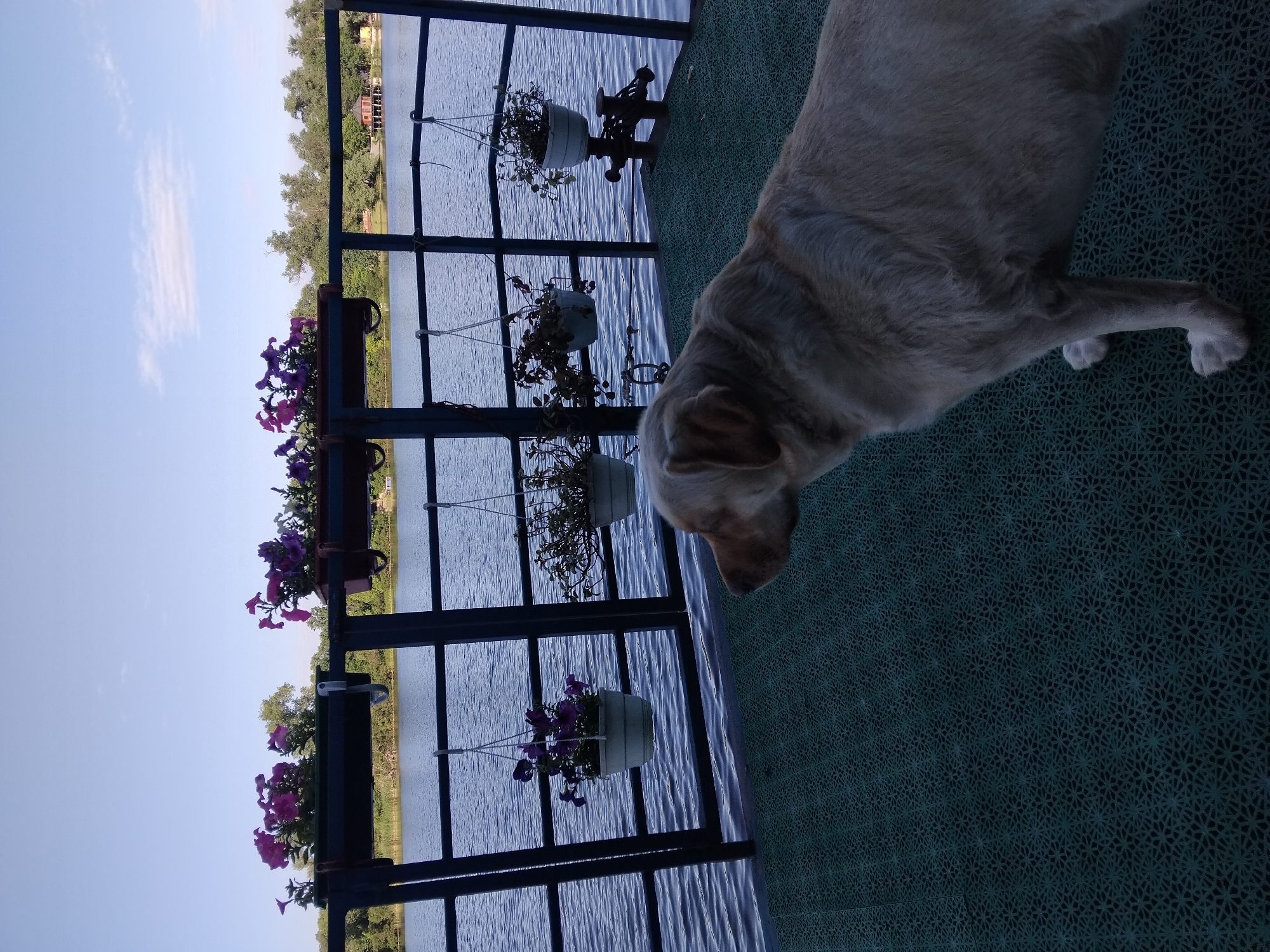 A light-colored dog stands on a dark green patterned mat on a deck overlooking a wide body of water. In the background, there is a railing with several hanging planters containing purple flowers. Beyond the water, a dense line of trees and a small red building are visible under a pale blue sky with a few wispy clouds. The overall scene suggests a tranquil outdoor setting, possibly on the Dnipro River within Kyiv, Ukraine.
