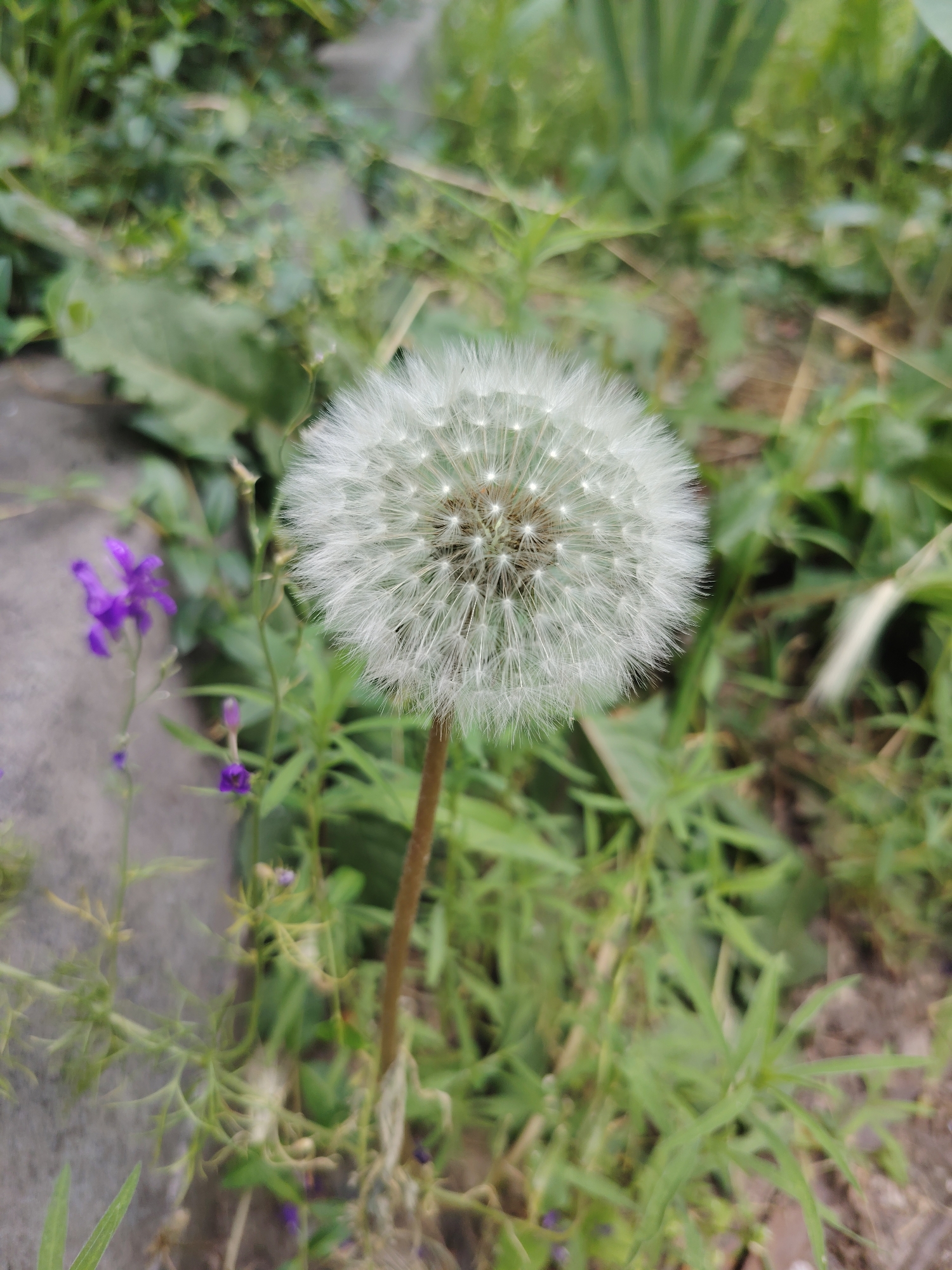 A close-up, eye-level shot captures a mature dandelion seed head, also known as a puffball, in focus against a softly blurred background of green foliage and grey concrete. The dandelion is positioned slightly to the right of the frame, its white, feathery seeds radiating outwards. To the left of the dandelion, out of focus, are several small purple flowers on thin stems, growing near the concrete surface. The overall environment suggests an outdoor setting, likely a garden or park area within Rostov-on-Don, Russia, characterized by abundant greenery and elements of urban landscaping. No people or specific actions are depicted.