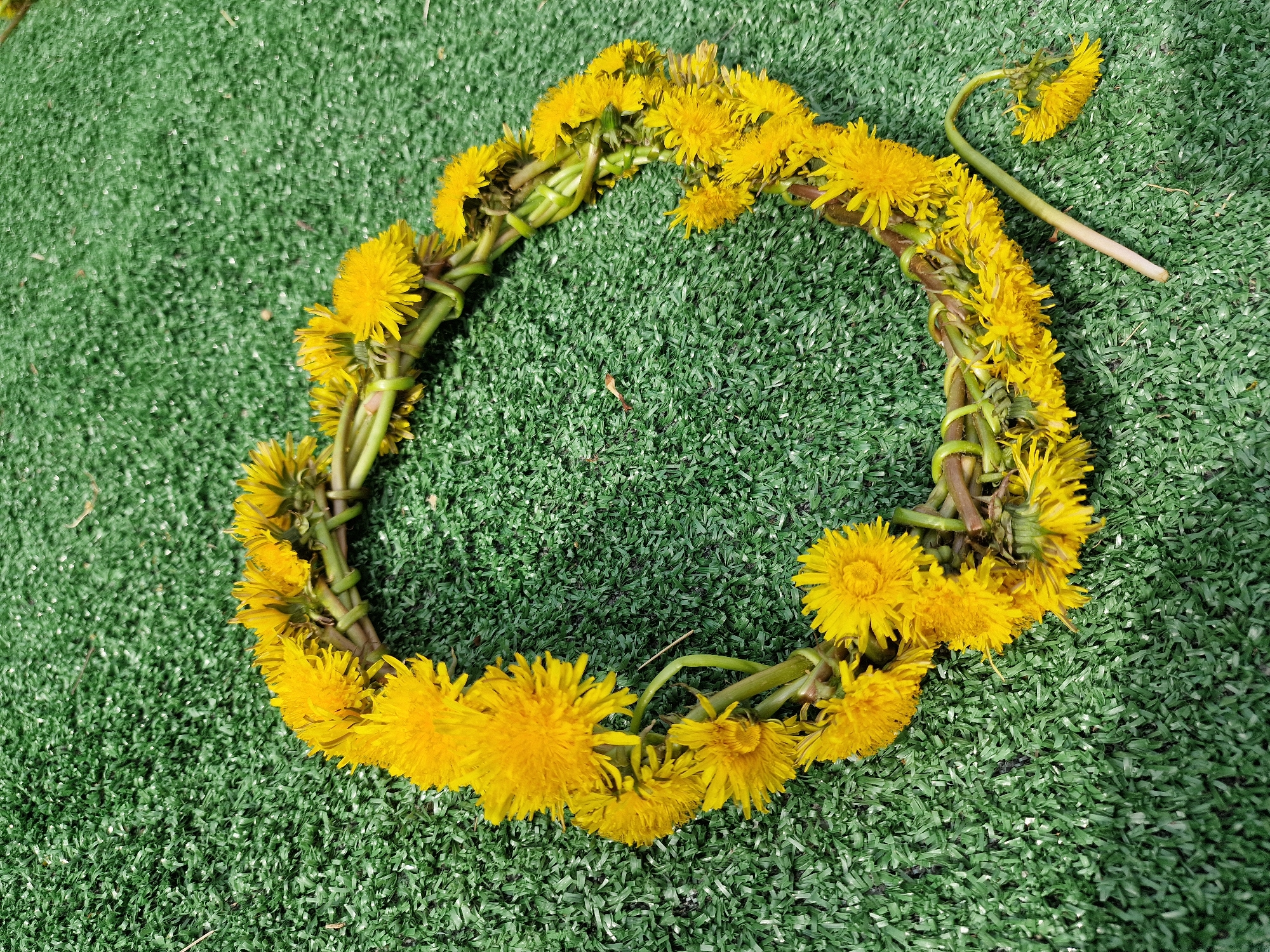 A high-angle medium shot depicts a handmade wreath of dandelions lying on a surface of artificial green grass. The wreath is circular, constructed from the green stems of dandelions intricately woven together. The bright yellow flower heads of the dandelions adorn the exterior of the wreath, creating a vibrant contrast against the green. One dandelion, still attached to a long, bare stem, extends outwards from the main wreath structure. The grass is tightly packed, resembling synthetic turf. The location is unspecified.