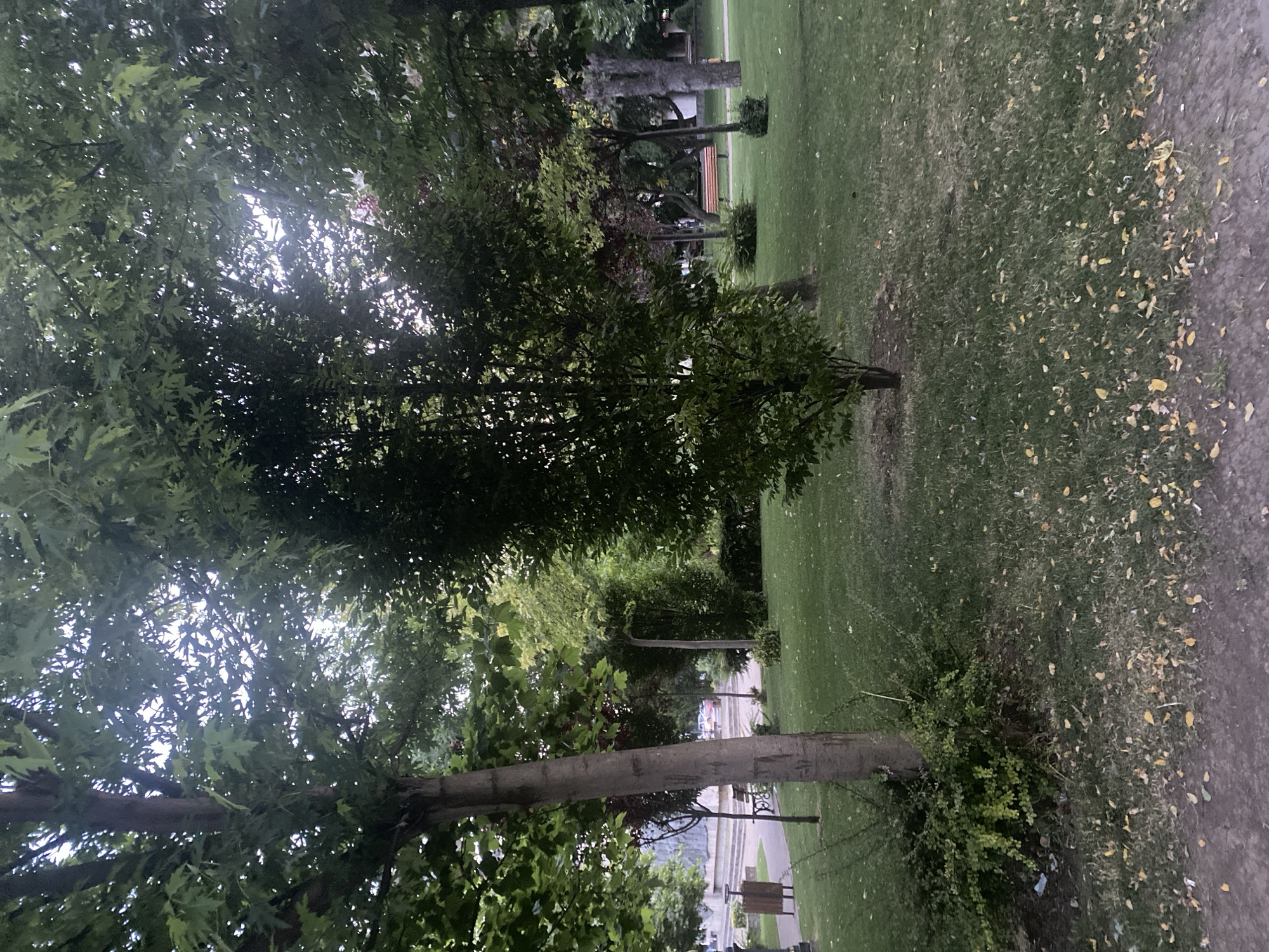 The image depicts a park setting with lush green grass and numerous trees, some of which have fallen leaves scattered on the ground. In the background, there is a pathway with benches and some buildings. The scene is well-lit, suggesting it is daytime. The overall ambiance of the image is peaceful and serene, evoking a sense of calm and natural beauty. The location is Iași, Romania, which hints at the cultural and geographical context of the park. The image does not contain any visible text.