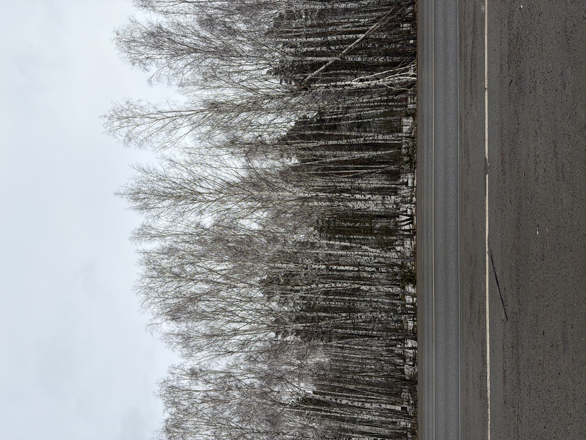 The image shows a road next to a birch forest in Taskino, Russia. The trees are bare, suggesting it is either late autumn or winter. The road has two lanes and a dividing white line. The sky is overcast.