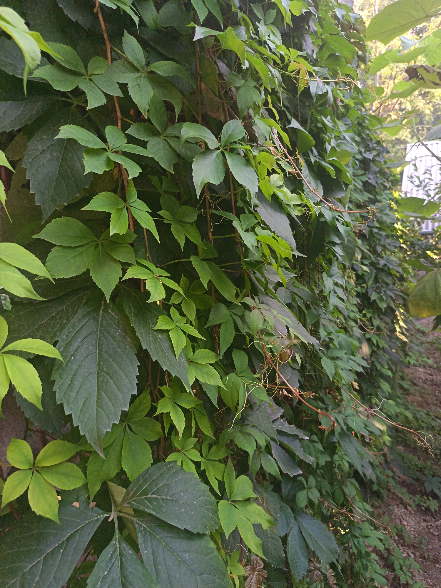 The image depicts a densely overgrown wall in Langar, Uzbekistan, covered with vibrant green Virginia creeper. The vine's leaves are of various sizes and shades of green, with some appearing lighter and fresher while others are darker and more mature. Thin, reddish-brown tendrils extend from the main stems, some reaching out and curling. The wall itself is not clearly visible, obscured by the thick foliage, but appears to be a rough, textured surface. The background suggests an outdoor environment with soft, dappled sunlight filtering through unseen trees and foliage. To the far right, a blurred structure, possibly a building or fence, and the ground covered with dirt and debris are faintly discernible. The scene is devoid of any human presence or activity.