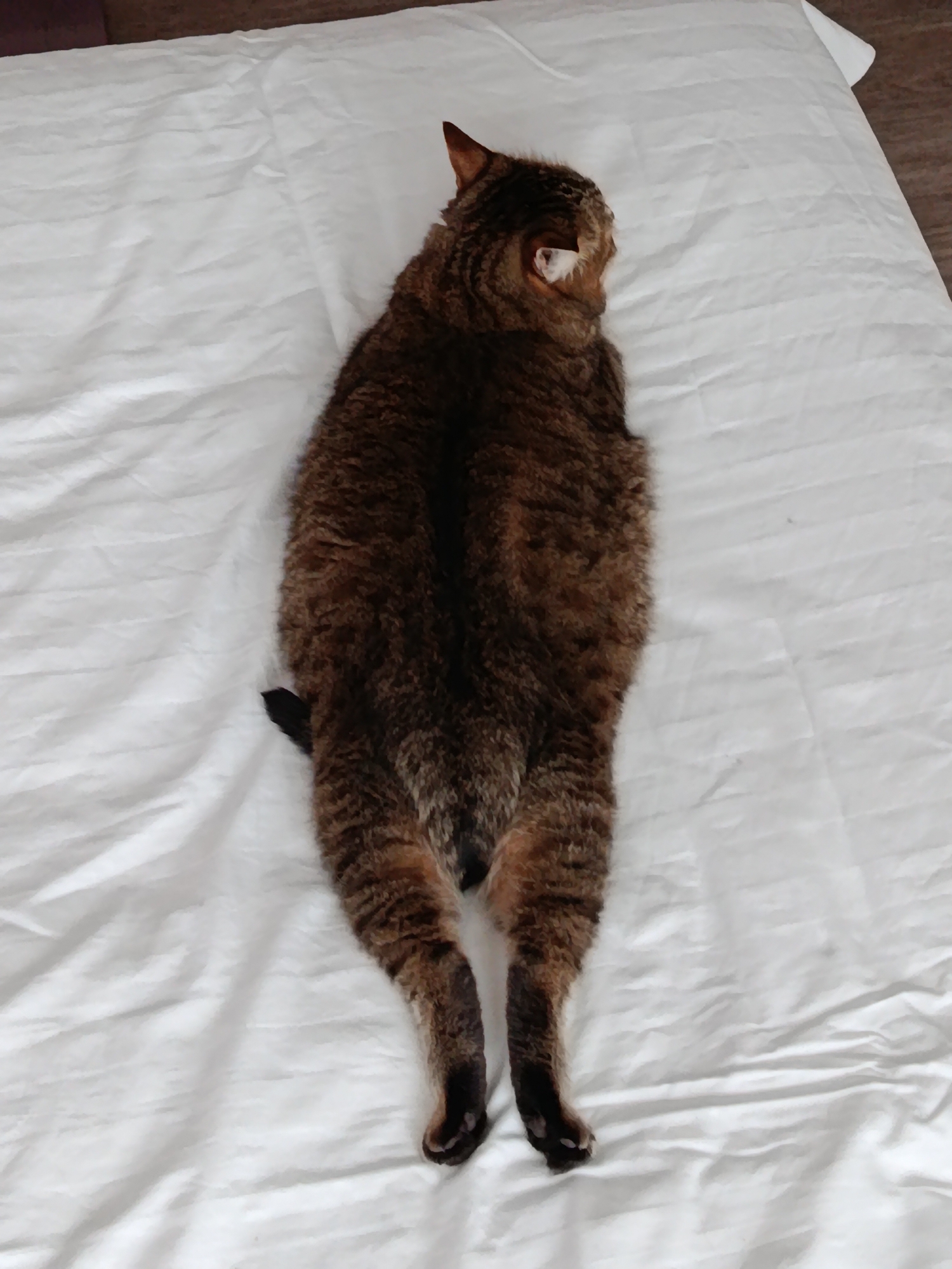 A brown tabby cat is lying stretched out on a white quilted bed. The cat's head is turned away from the camera, showing its ear and the back of its head. Its body is long and relaxed, with its legs extended. The bed is covered with a white quilted comforter, which is slightly wrinkled. The background is out of focus but appears to be a domestic setting. The image is taken from directly above the cat, looking down. The scene is set in Verkhnyaya Salda, Russia.
