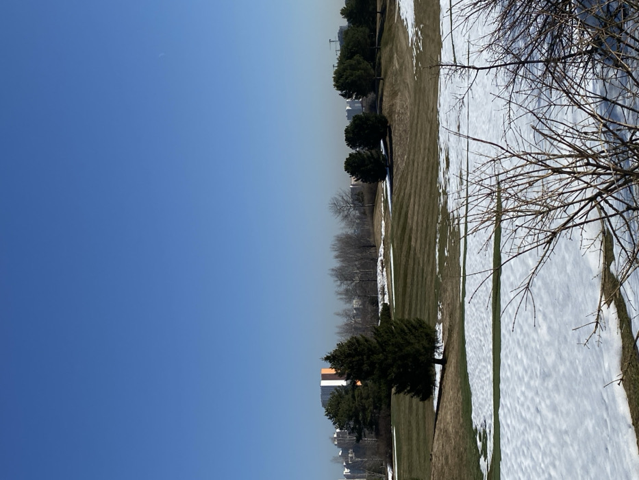 The image depicts an expansive outdoor scene, likely a golf course or large park, under a clear, bright blue sky with a faint crescent moon visible in the upper right. The foreground features bare, leafless tree branches partially obscuring patches of snow and dormant brown-green grass. The midground presents rolling terrain characteristic of a golf course, with large sections of brown-green grass displaying distinct mown stripe patterns, interspersed with significant, irregular patches of white snow. Several evergreen trees, including a prominent dark green conifer in the mid-left, are scattered across the landscape. In the background, beyond a line of bare deciduous trees, an urban skyline is visible under a hazy horizon. This skyline includes multiple multi-story residential buildings. A distinctive tall residential building with prominent orange and white vertical sections is visible in the left-center background. Further to the right, a construction crane is faintly discernible above the distant buildings. No individuals or animals are present.
The architecture and the presence of a golf course within an urban setting strongly suggest the location is the **Krylatskoye Golf Club in Moscow, Russia**. The distinctive orange and white residential building visible in the background corresponds to structures near the golf course along Krylatskaya Street.