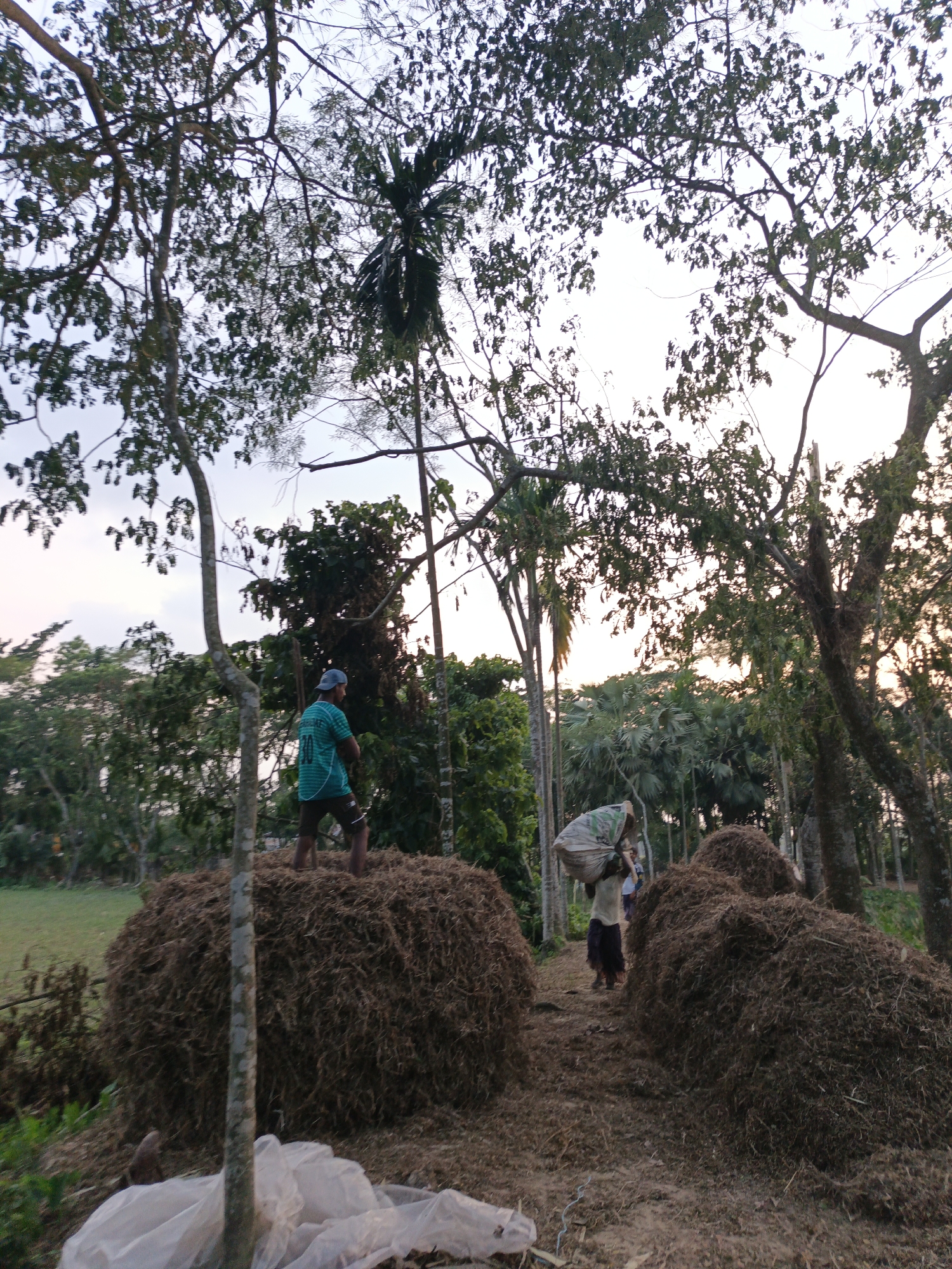 The image captures an outdoor, rural scene depicting individuals engaged in collecting or stacking dried organic material. The setting appears to be a field or clearing surrounded by abundant greenery, including numerous tall, leafy trees and some slender palm trees, under a bright, diffused sky that suggests late afternoon or early evening.
In the foreground-midground, a man wearing a blue cap, a green and blue striped short-sleeved shirt with the number "10" visible on the back, and dark shorts, stands barefoot on a large, dome-shaped pile of dried material, which resembles hay, straw, or dried leaves. To his right, further back, another person walks between two similar large mounds of the same material, carrying a substantial light-colored sack over their shoulder. The sack has some green patterns or text that is not clearly legible.
In the immediate foreground, at the bottom left, white plastic sheeting or a tarp is visible on the ground. A slender tree trunk rises vertically, partially obscuring the view. The background is filled with dense foliage and trees, and to the far left, a glimpse of an open green field can be seen. The scene conveys a sense of labor or agricultural activity in a verdant, perhaps tropical or subtropical, environment.
