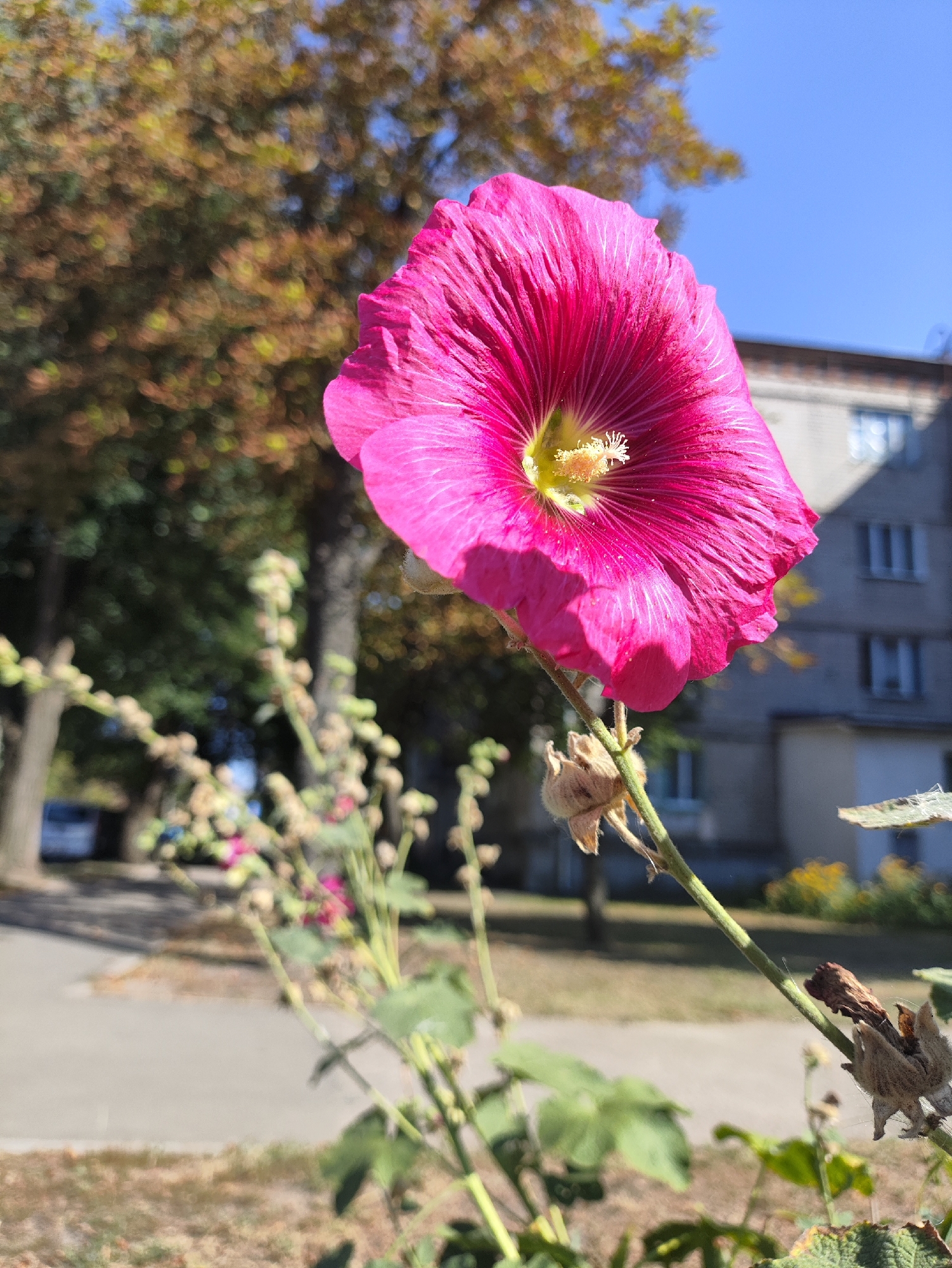 This image, taken in Kharkiv, Ukraine, features a close-up of a bright pink hollyhock flower in the foreground. The flower's petals are ruffled and a vibrant fuchsia color, with delicate white lines running through them. In the center of the flower, a cluster of yellow stamens is visible. The flower is on a green stem, with a dried seed pod also attached.
Behind the flower, the background is blurred, but recognizable elements of an urban environment can be discerned. A building with multiple windows, some of which reflect the bright blue sky, is visible to the right. The building appears to be a multi-story apartment complex. To the left and in the mid-ground, trees with autumn foliage, exhibiting shades of brown and yellow, are present. A paved walkway or road is visible in the lower left quadrant, with some dry grass and foliage on the ground. The overall lighting suggests a sunny day. No people are visible in the image.