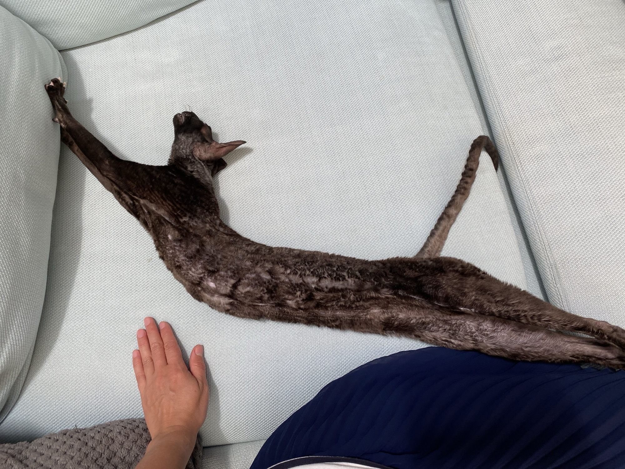 An emaciated, dark-colored cat with curly fur is stretched out on a light blue sofa in a home setting. Its body is elongated, with its front paw extended and resting on the armrest of the sofa. The cat's tail is curled, and its head is turned slightly upwards. A human hand is visible on the sofa, near the cat's midsection, suggesting interaction or proximity. The background consists of the sofa and a dark blue fabric, possibly clothing or another piece of furniture. The lighting is ambient, indicating an indoor environment. The image was taken in Flammersfeld, Germany.