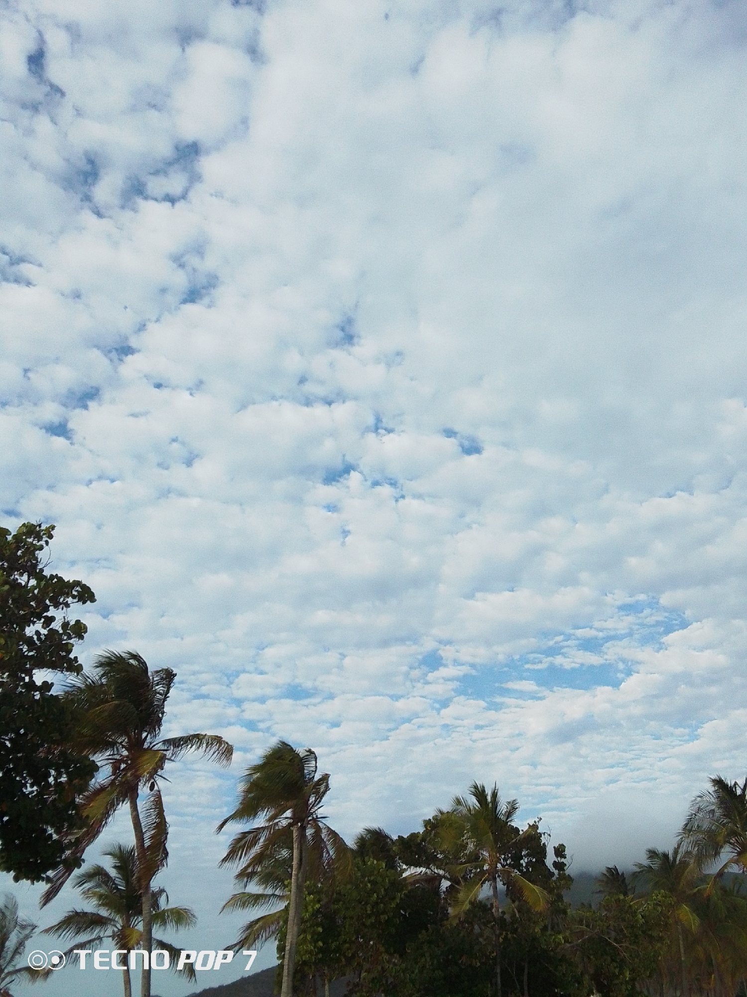 The image shows a view in Pedro González, Venezuela. In the foreground, there's a line of trees, predominantly palm trees with some green, leafy trees mixed in. The palm trees appear to be swaying, suggesting a breeze. Behind the trees, there might be a body of water, though it's not clearly visible. The sky takes up the majority of the frame, filled with many small, puffy white clouds with patches of blue sky peeking through. The lighting suggests it's daytime, but potentially overcast. In the lower left corner, there's a watermark "TECNO POP 7", indicating the image was likely taken with that phone model.