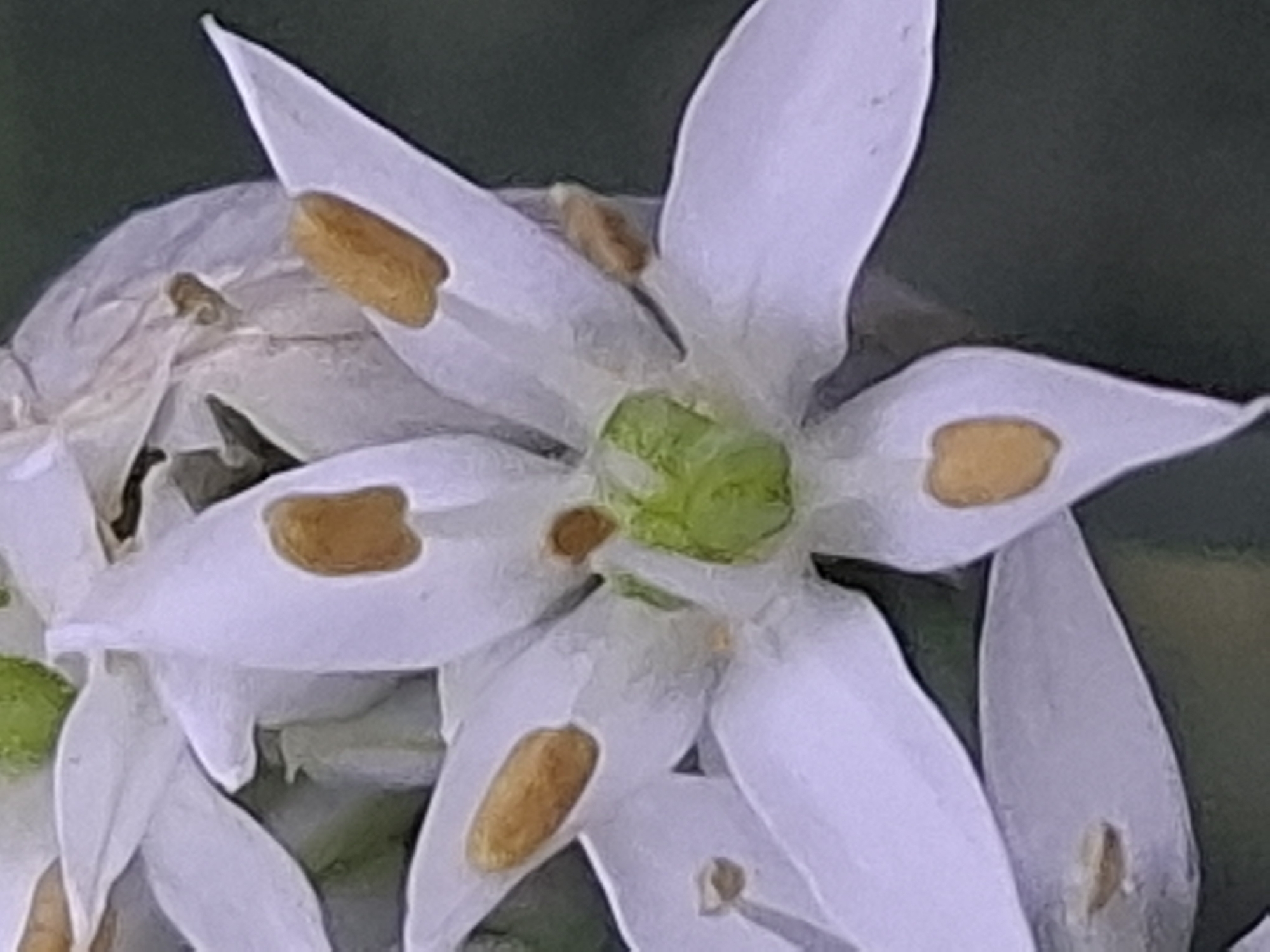 The image is a close-up, macro photograph of a white flower with distinct brown markings on its petals. The flower has multiple delicate, pointed petals arranged around a central green core. Some of the petals exhibit oblong, tan-colored spots or stamens. The background is a dark, out-of-focus green, suggesting a natural outdoor setting. There are no people or man-made objects visible in the frame. The image does not contain any contextual information or visual cues to suggest a specific location within the city of Almaty, Kazakhstan.