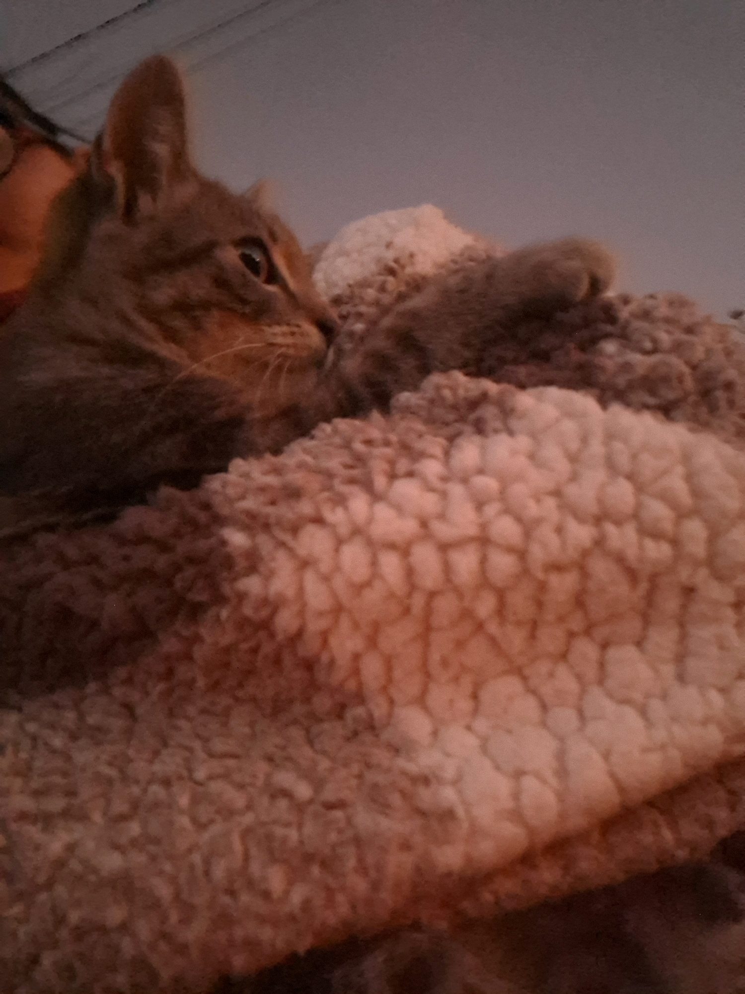 In Dubăsarii Vechi, Moldova, a tabby cat is nestled on a plush, textured blanket. The cat, facing left and slightly upwards, has its head turned to the side, revealing its right eye. The blanket appears to be a soft, possibly fleece material with a raised pattern, in shades of pinkish-beige and brown. The lighting is dim, casting a warm, reddish-brown tone over the scene, suggesting an indoor setting at dusk or night. The background is out of focus and appears to be a muted gray wall or ceiling.