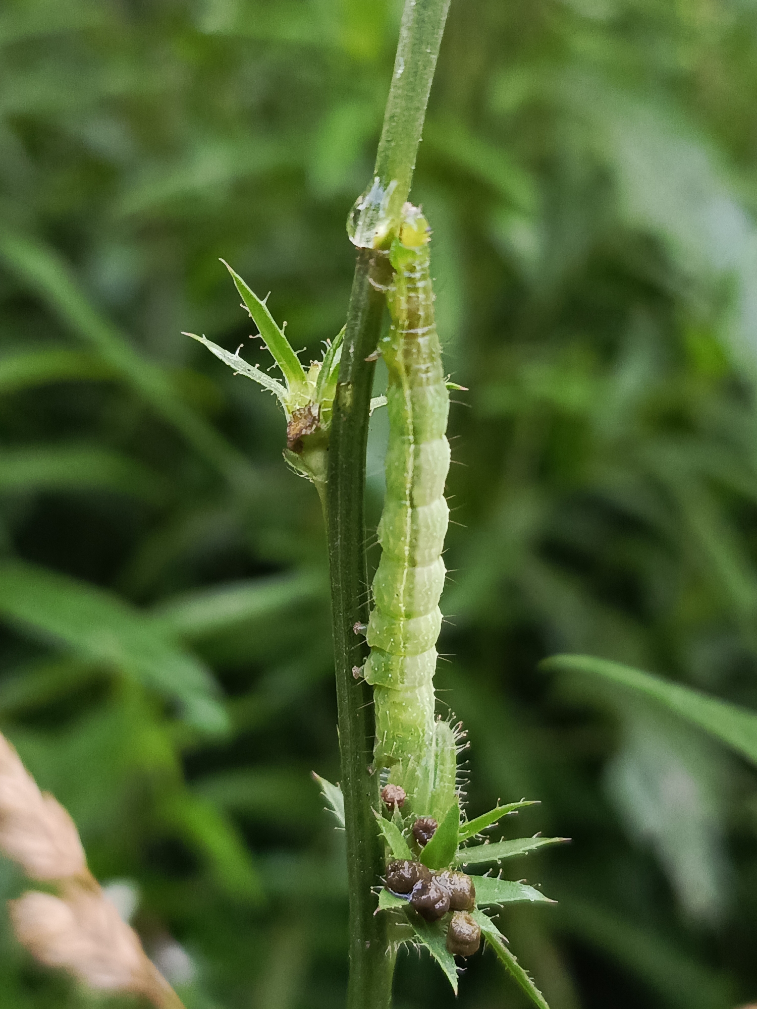 A light green caterpillar, segmented and with visible hairs, is clinging to a thin green plant stem. Several small, dark brown pellets, likely frass, are clustered on the leaves below the caterpillar. The background is a blur of green foliage, suggesting an outdoor, natural environment. There are no people or signs of human activity. The specific location in Chaikovsky, Russia, is not determinable from the image.