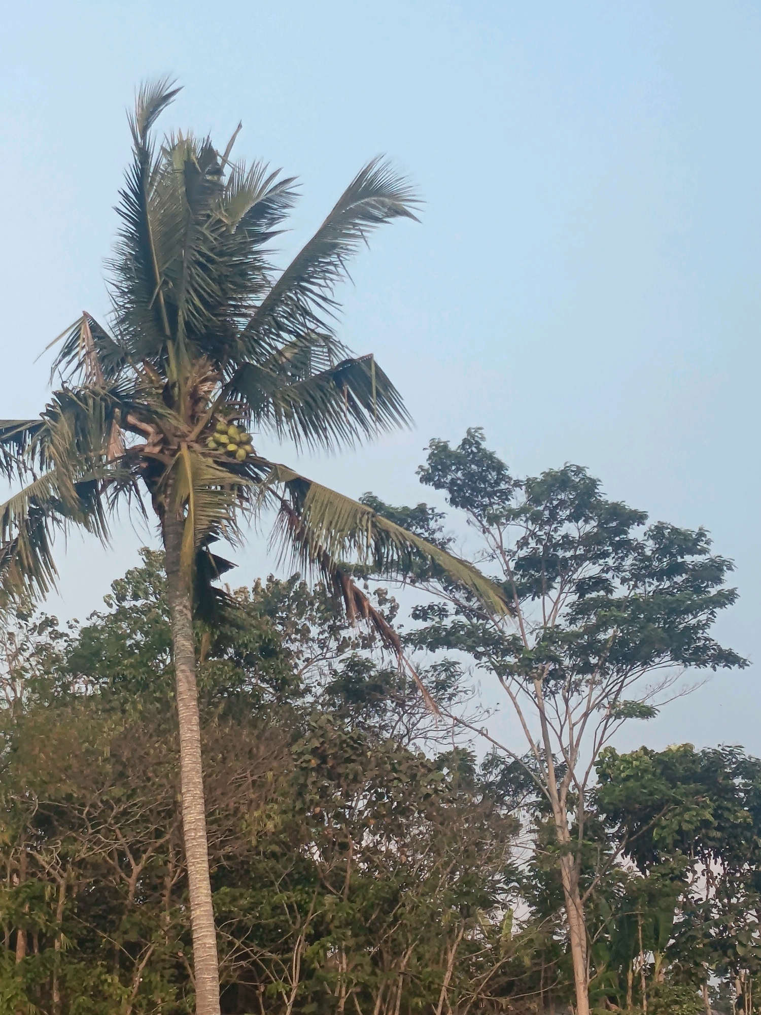 The image depicts a cluster of trees set against a pale, overcast sky. A prominent coconut palm tree stands to the left, its fronds extending upwards and to the right. Several green coconuts are visible clustered on the trunk of the palm tree. To the right of the coconut palm, a deciduous tree with a lighter trunk and numerous branches sparsely covered in green leaves dominates the mid-ground. The background is filled with a dense canopy of various trees, their foliage appearing as a textured, dark green mass. The overall scene suggests a rural or natural setting, possibly in the outskirts of Sumedang, Indonesia, where such vegetation is common. The lighting indicates it may be late afternoon or early morning, given the soft, diffused light. There are no people or animals visible in the frame.
