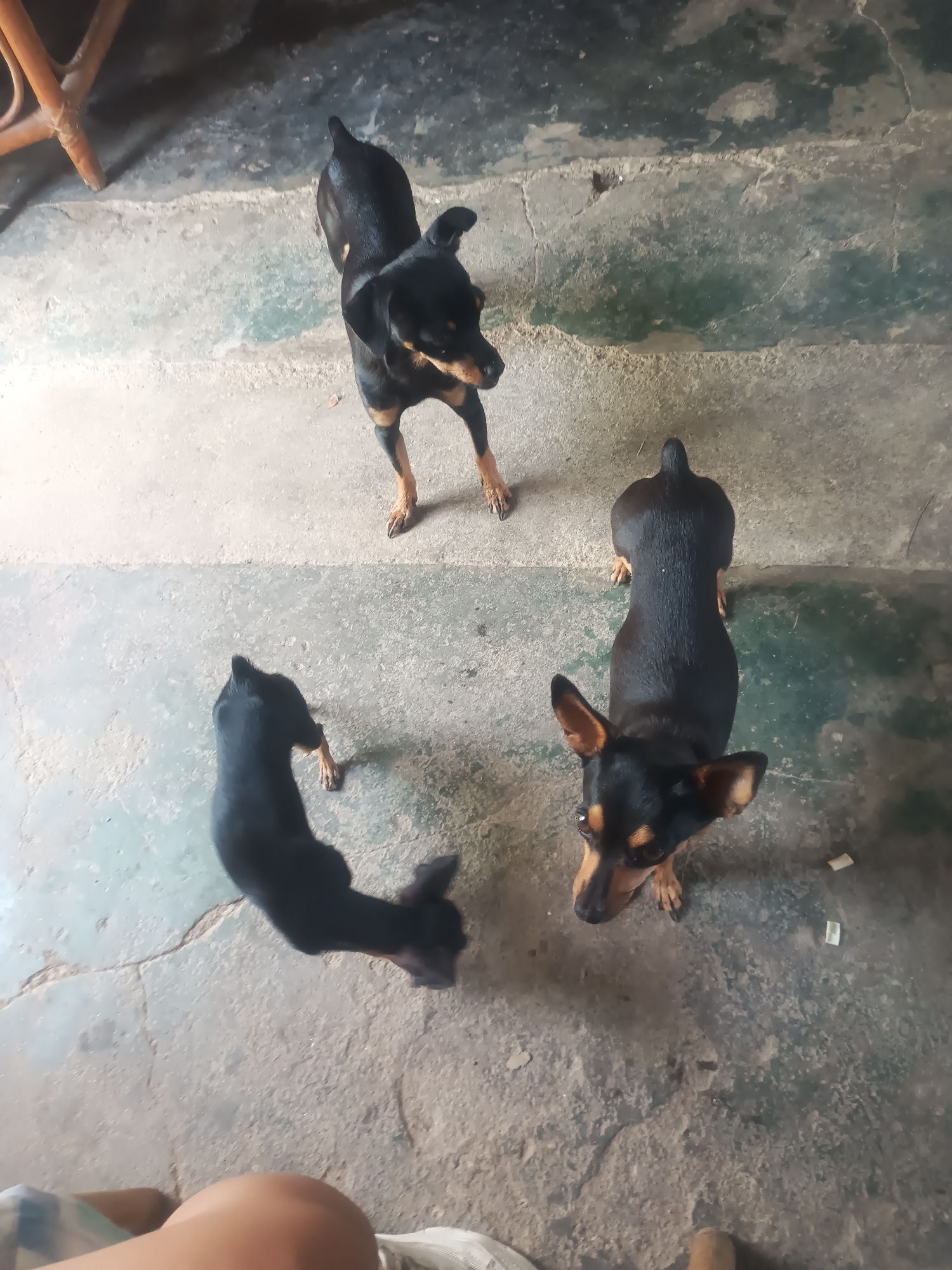 Three miniature pinscher dogs are positioned on a concrete surface with varying shades of gray and some green discoloration, likely indicating an outdoor or semi-outdoor area. The dogs are all black and tan. One dog is in the upper center, facing towards the right and looking slightly down. To its left, a second dog is partially visible, facing away from the camera. In the lower right, a third dog is looking up towards the camera. The surface appears to be a set of stairs or uneven ground. In the lower left corner, a portion of a person's legs and knee is visible, suggesting the photographer or someone else is present. In the upper left, the legs of a wooden chair or table are visible. The overall impression is a candid shot of dogs in an informal setting.