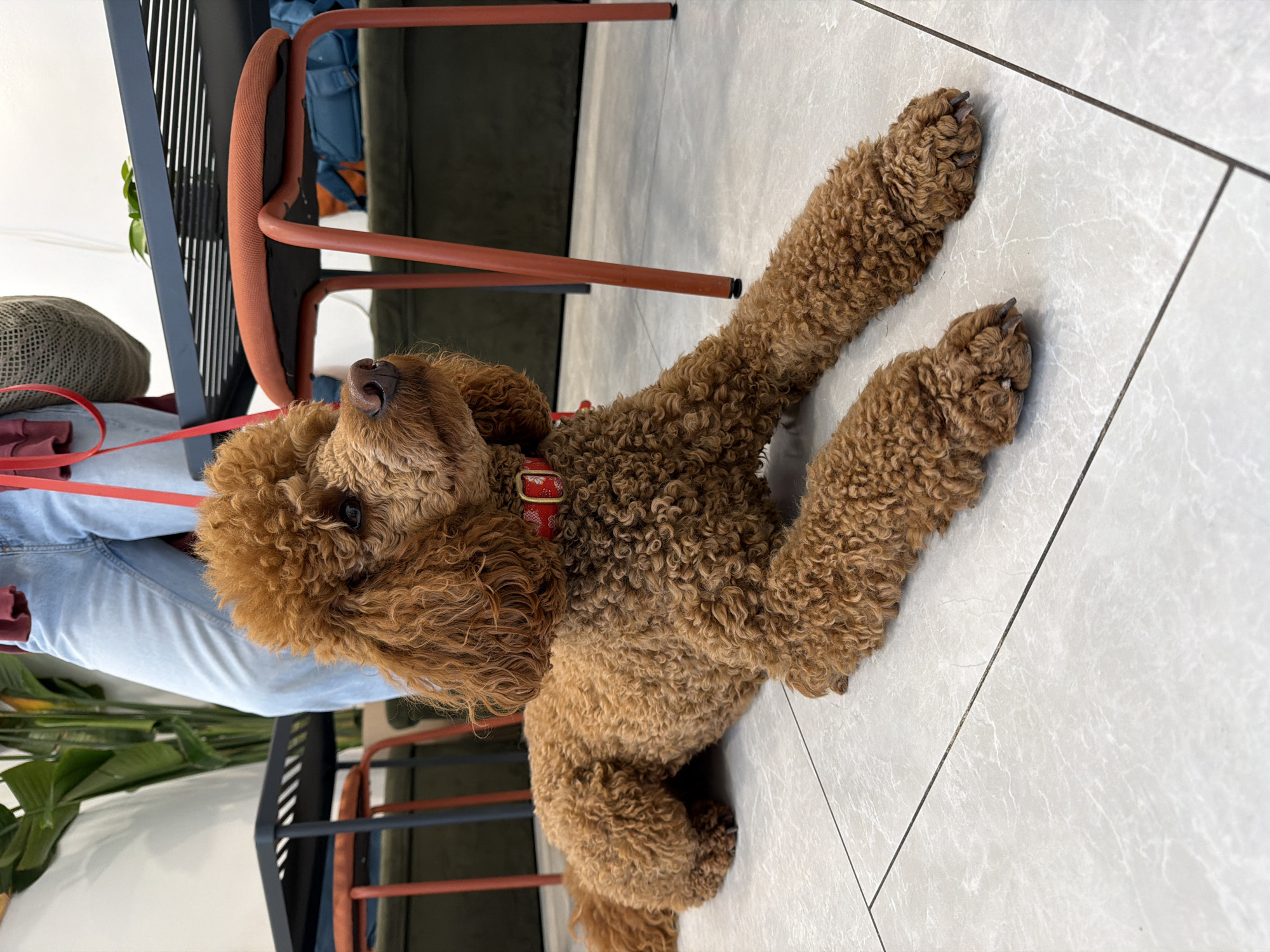 A brown poodle wearing a red collar lies on a white tiled floor. The poodle's front legs are outstretched. A red leash is visible near the head. The floor is tiled with grey lines. The setting appears to be indoors, with furniture and a person's legs visible in the background. The exact location and city in Montenegro are not identifiable from this image.