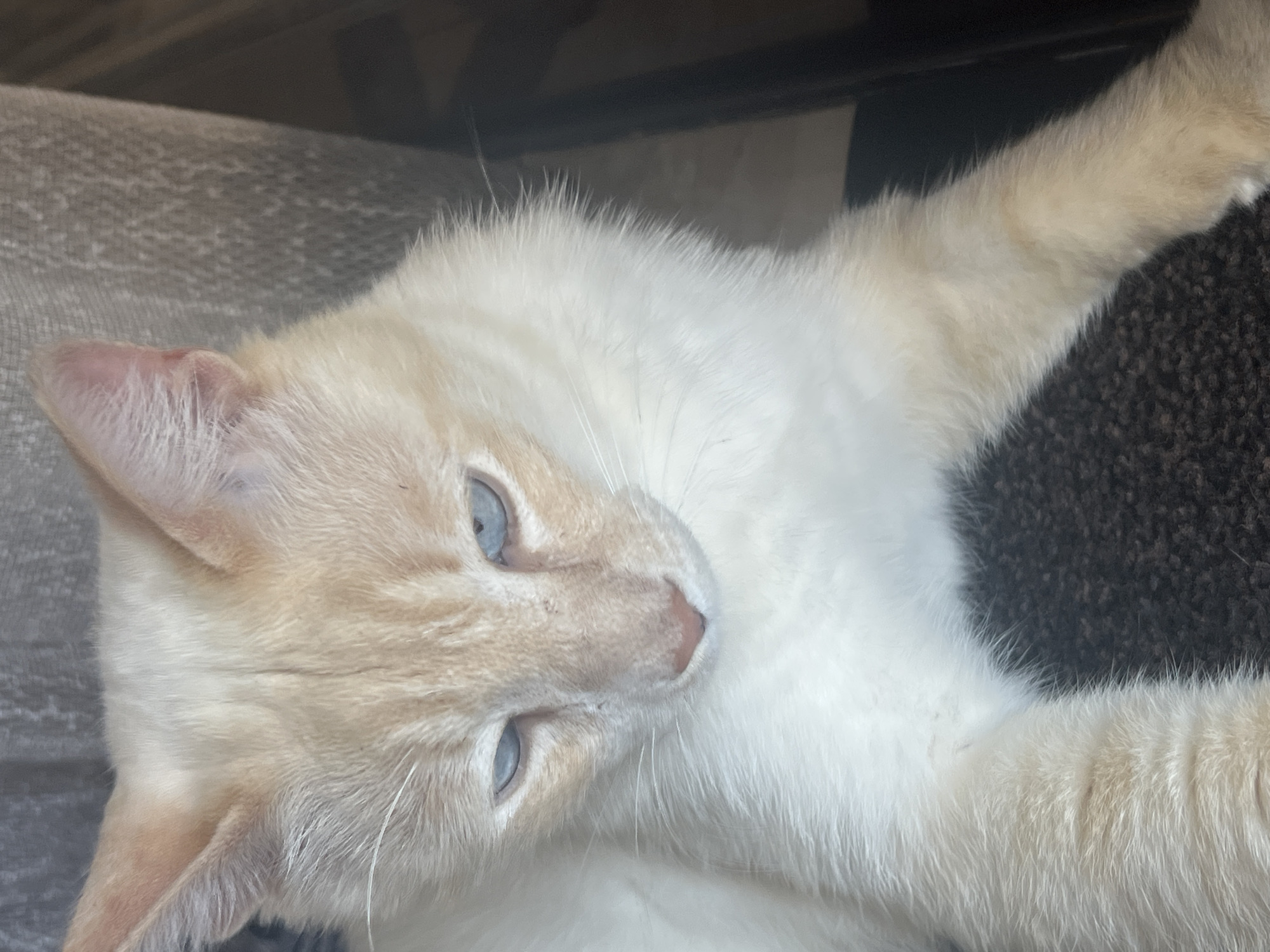 A close-up shot shows a cream-colored cat with blue eyes, resting on a textured dark surface. The cat's fur is fluffy, with subtle variations in color, particularly around its face and ears, where it appears to be a lighter shade of cream with some faint orange markings. The background is blurred, suggesting an indoor setting, possibly a home or a quiet corner of a building. The lighting is soft, highlighting the cat's features and giving the image a peaceful, intimate feel. The cat's gaze is directed downwards, creating a sense of introspection or calm repose. The image does not provide any specific details about its location in Sochi, Russia, or any actions or interactions involving people.
