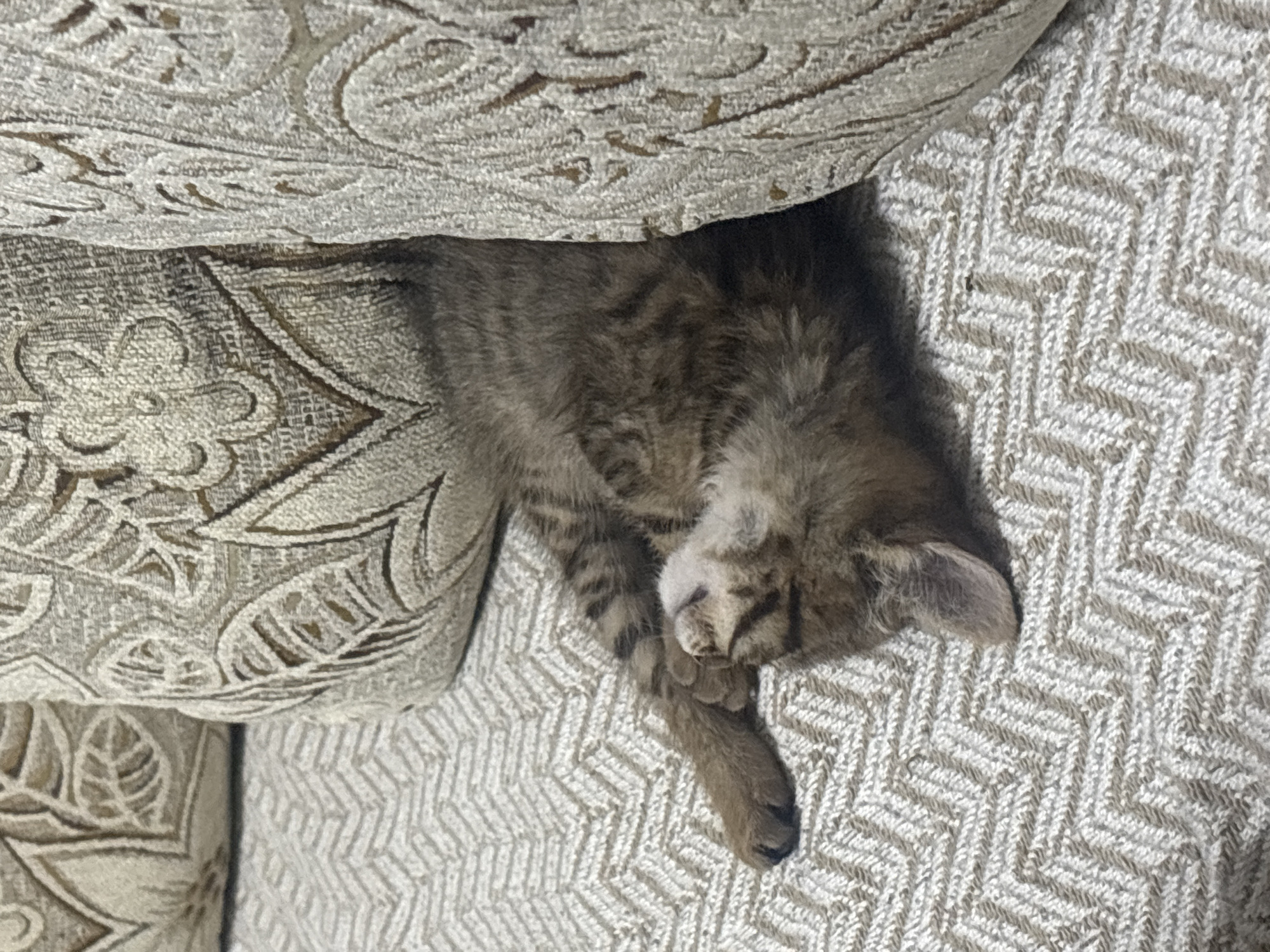 A tabby kitten sleeps curled up on a textured, chevron-patterned beige fabric, possibly a couch or blanket. The kitten is positioned between two large, light-colored decorative pillows with embossed floral and leaf patterns. The kitten's fur is a mix of brown and grey stripes, and its eyes are closed in slumber. The scene appears to be indoors, in a home setting. There are no people visible in the image. The location is not specified in the image or the provided crops, so no details about Radilovo, Bulgaria can be inferred or provided.