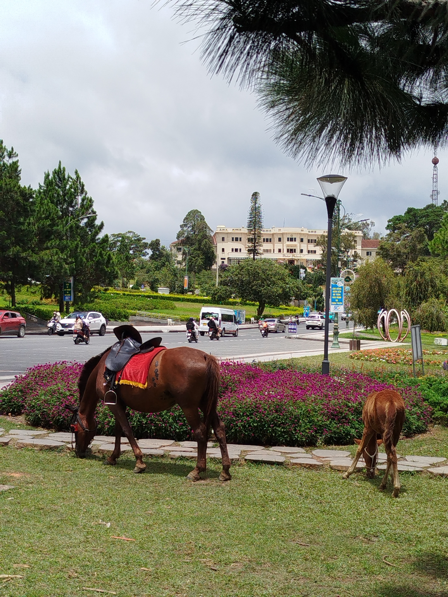 In Da Lat, Vietnam, a scene unfolds with two horses grazing on a grassy area in the foreground. The larger horse, a bay with a saddle and a red blanket, is positioned to the left, facing left and bending its head down to eat. To the right, a smaller, lighter brown horse, also grazing, is seen from the rear. They are separated by a path of flat, irregular stones. Behind them, a vibrant bed of purple flowers creates a colorful border.
Beyond the flowers, a road is visible with various vehicles. A red car is on the far left, followed by several motorbikes carrying riders. Further down the road, a white van and other cars are present. In the background, a large, pale building with multiple windows stands prominently, flanked by lush green trees. A tall street lamp with a unique design is positioned between the road and the building. The sky is overcast, suggesting a cloudy day. The overall setting appears to be a park or a scenic area within the city.