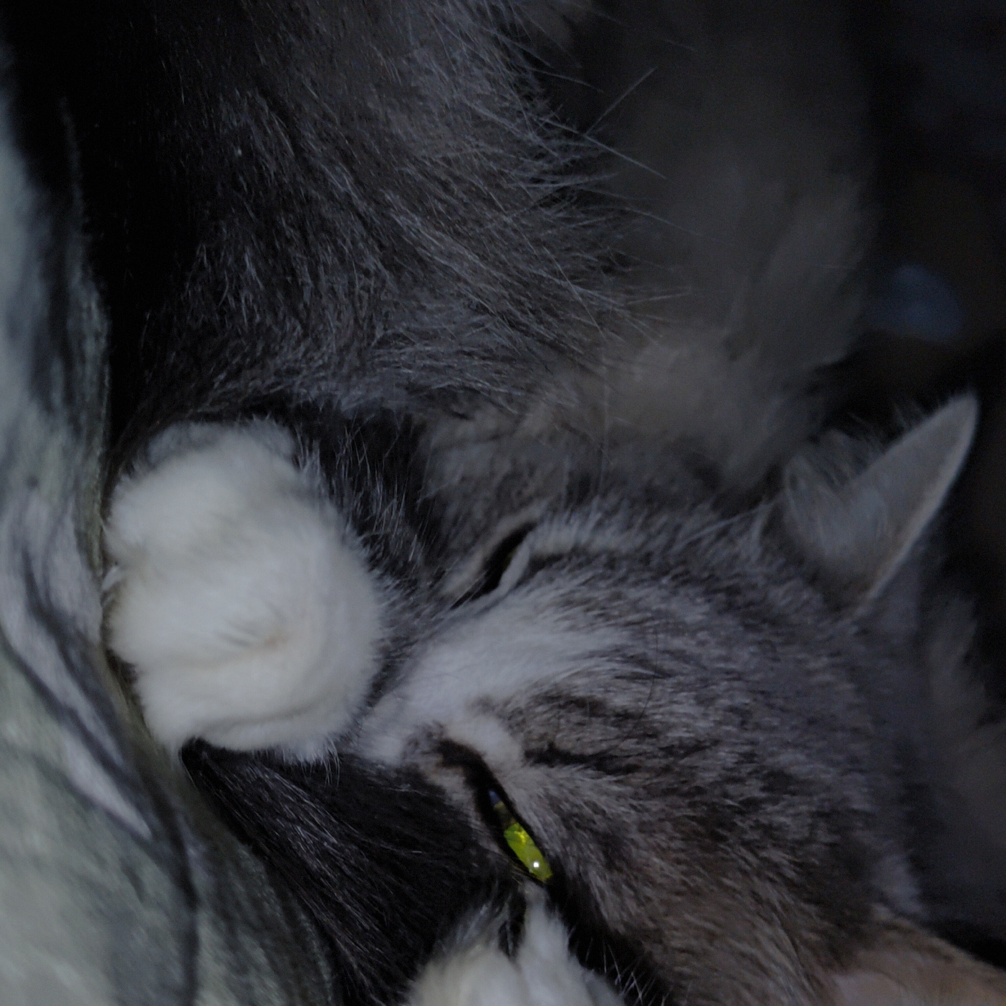 The image shows a close-up of a grey and white tabby cat sleeping. The cat's fur is long and fluffy, and its eyes are closed. One of the cat's paws is visible, and it appears to be resting on a soft surface, possibly a blanket or bed. The lighting in the image is dim, suggesting it was taken indoors, possibly at night. There is no indication of the cat's location in Марковский, Russia, or any other specific geographical details.
