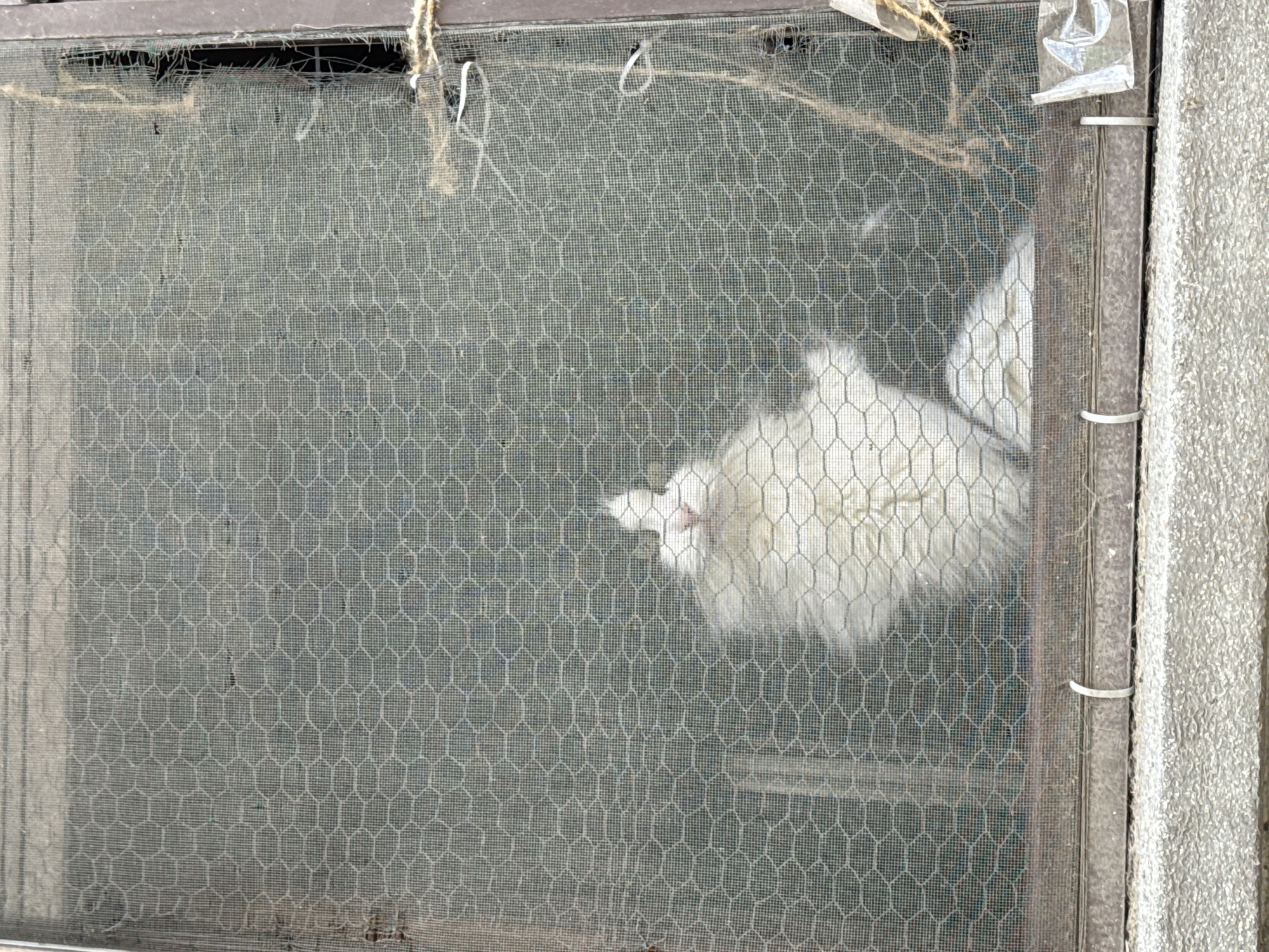 A photograph shows a white chicken behind a wire mesh screen door. The screen door has a metal frame. The screen has several imperfections. To the right of the screen is what appears to be the exterior of a building. The building material appears textured. The photo location is stated to be Plovdiv, Bulgaria. The chicken appears to be pecking at the mesh.