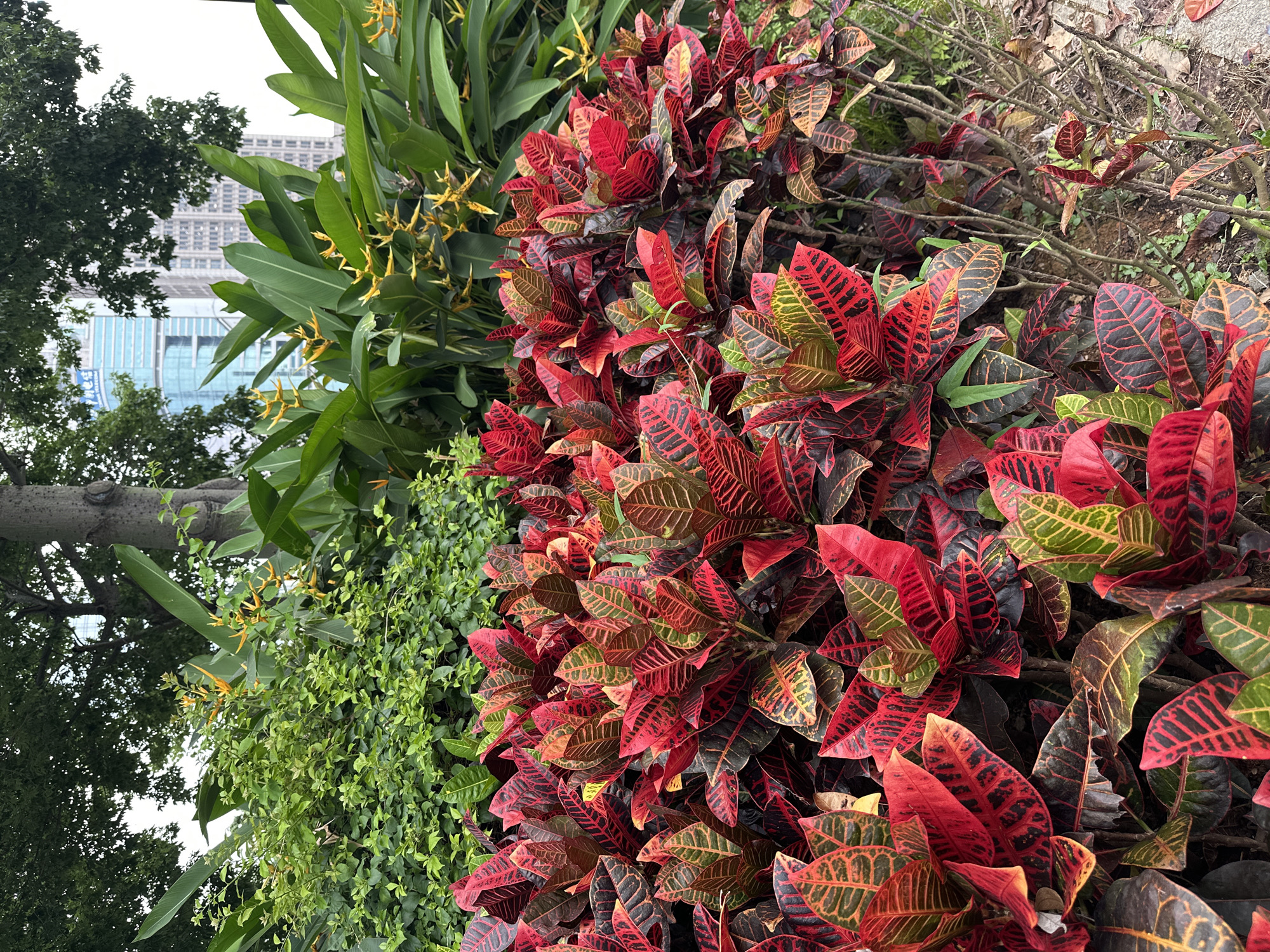 A vertical, eye-level shot captures a dense garden in Futian District, China, with a cluster of colorful croton plants in the foreground. The croton leaves display a striking mix of deep red, vibrant green, and black, with some leaves showing yellow splotches and intricate veining. Behind the crotons, larger green leaves of a different plant fan out, interspersed with delicate yellow flowers. Further in the background, a tall, textured tree trunk stands to the left, partially obscuring a modern, light blue glass skyscraper. The sky is overcast and bright, and fallen leaves litter the ground around the base of the plants.