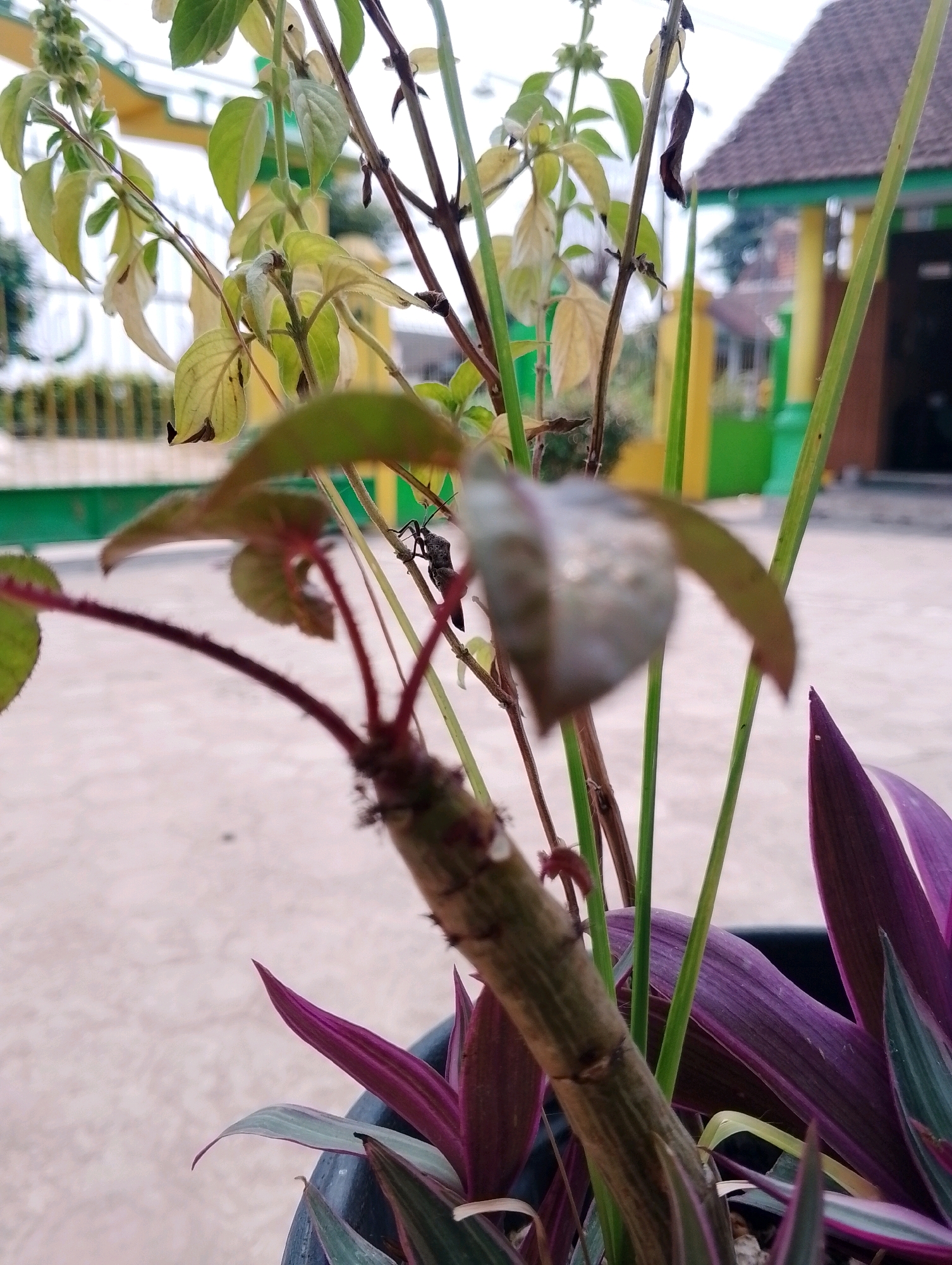 A close-up, eye-level shot shows a plant with thin, brown stems and light green leaves, some of which are wilting. A small, dark insect is perched on one of the stems in the middle right of the frame. Behind the plant, out of focus, is a building with a brown tiled roof and yellow and green walls. The ground appears to be a light-colored paved surface. In the foreground, purple and green leaves of another plant are visible in a black pot. The scene is likely outdoors, possibly in a yard or garden, in Papungan, Indonesia.