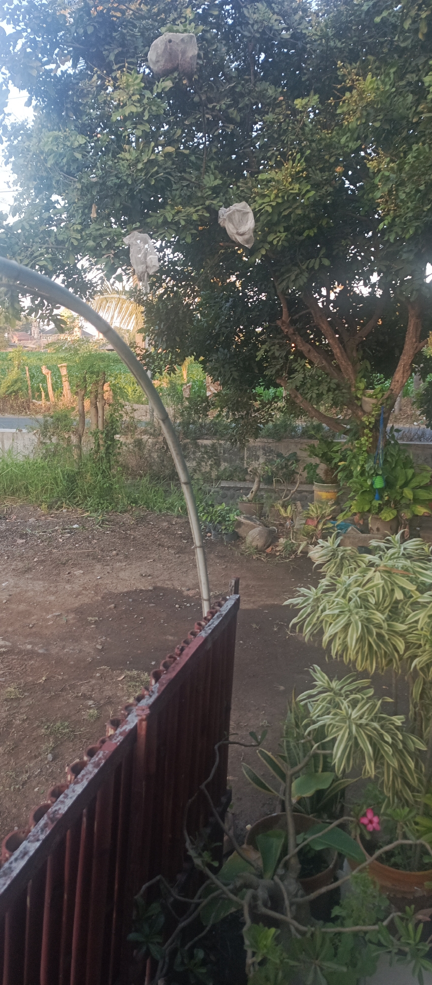 In Jatisari, Indonesia, a residential yard is depicted, featuring a mature tree laden with fruit covered in plastic bags. A rusty, brown metal fence runs across the foreground, partially obscuring a dirt pathway. A metallic archway stands in the midground, curving towards the left. Beyond the fence, lush green grass and various potted plants, including a plant with variegated leaves and a small pink flower, are visible. In the distance, a row of trees and houses can be seen. The lighting suggests it is either early morning or late afternoon.