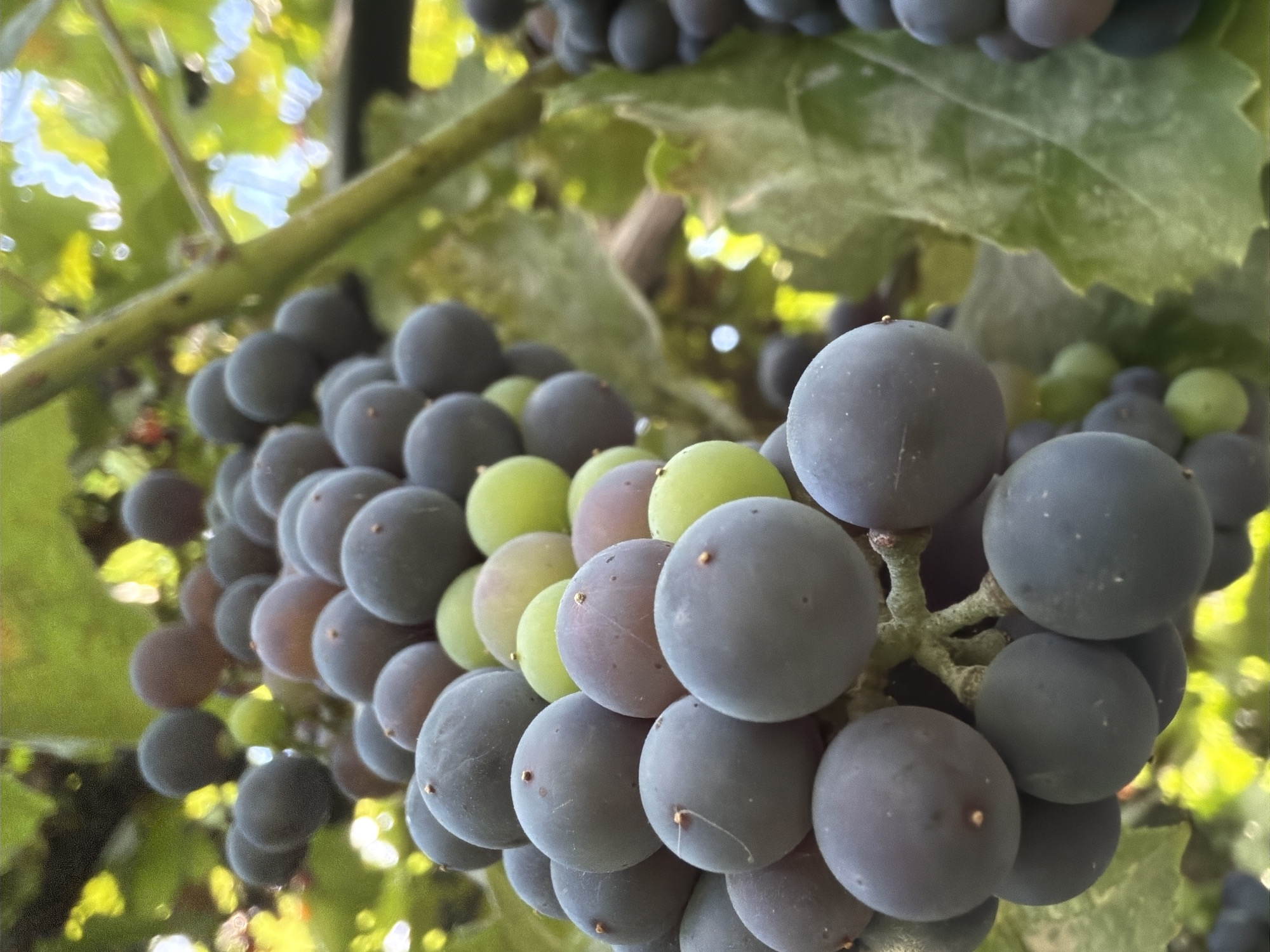 A close-up, low-angle shot captures a cluster of dark, ripe grapes hanging from a vine. The grapes are predominantly a deep purple, with some lighter green grapes also visible, indicating varying stages of ripeness. The textured skin of the grapes is slightly dusty, a common characteristic of many grape varieties. The vine's stem, a thick green branch, runs diagonally through the frame, supporting the weighty cluster. Lush green leaves, some illuminated by sunlight, create a vibrant backdrop. The lighting suggests it is daytime, with dappled sunlight filtering through the foliage, creating bright highlights and soft shadows. The overall impression is one of natural abundance and the beauty of a vineyard during harvest season. This scene is located in Oxentea, Moldova.