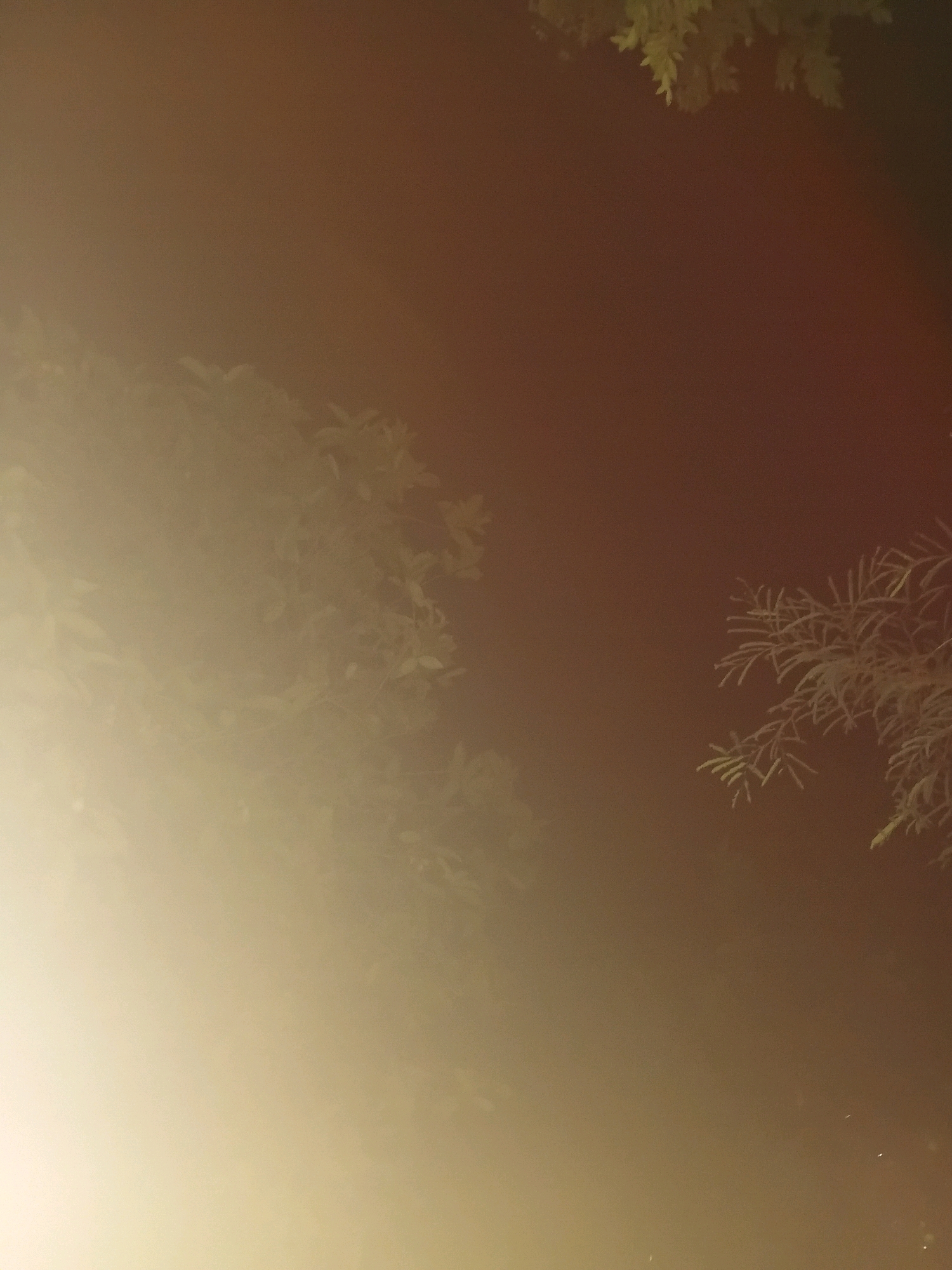 The image is a low-light, hazy photograph of foliage against a dark background. On the left side, a large mass of leaves is illuminated by a bright, out-of-frame light source, creating a soft glow and obscuring fine details. On the right side, a sprig of pine-like branches is visible, its needle-like leaves appearing frosted or covered in dew, sharply contrasted against the darker background. The upper portion of the image shows hints of more foliage, possibly from the same plant on the left, or another overhead. The overall atmosphere is subdued and slightly mysterious due to the limited light and the obscuring haze. There are no people, structures, or discernible urban elements visible, suggesting a natural setting, possibly a park or garden within or on the outskirts of Cikal, Indonesia, taken at night or during very low light conditions.