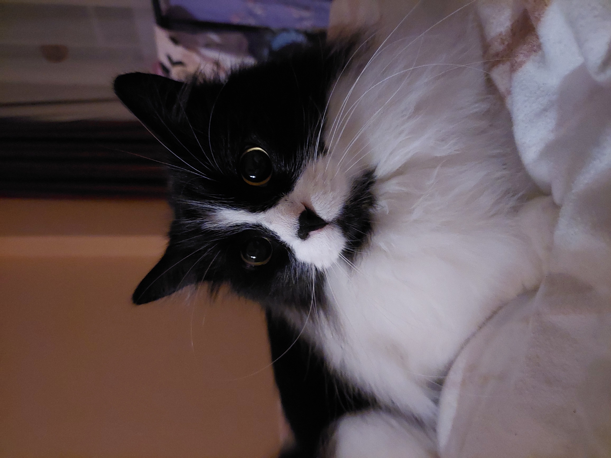 A close-up, tilted view of a black and white cat. The cat is positioned in the center of the frame, with its head tilted to the left. Its eyes are open and its whiskers are prominent. The background is blurred and out of focus. There is no indication of a specific location, especially Plovdiv, Bulgaria.