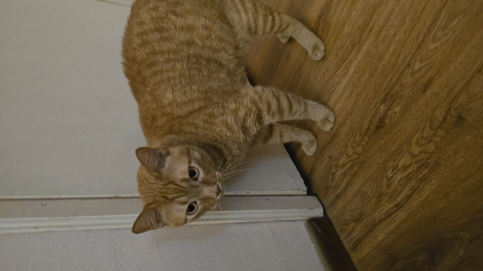 A ginger tabby cat stands on a wooden floor next to a white door. The cat is facing left, with its head slightly lowered and its gaze directed towards the floor. Its fur is striped with darker orange markings. The door appears to be slightly ajar, revealing a white wall behind it. The lighting in the scene is dim, casting soft shadows on the floor and the cat's body. The overall environment appears to be an indoor setting, possibly a home.