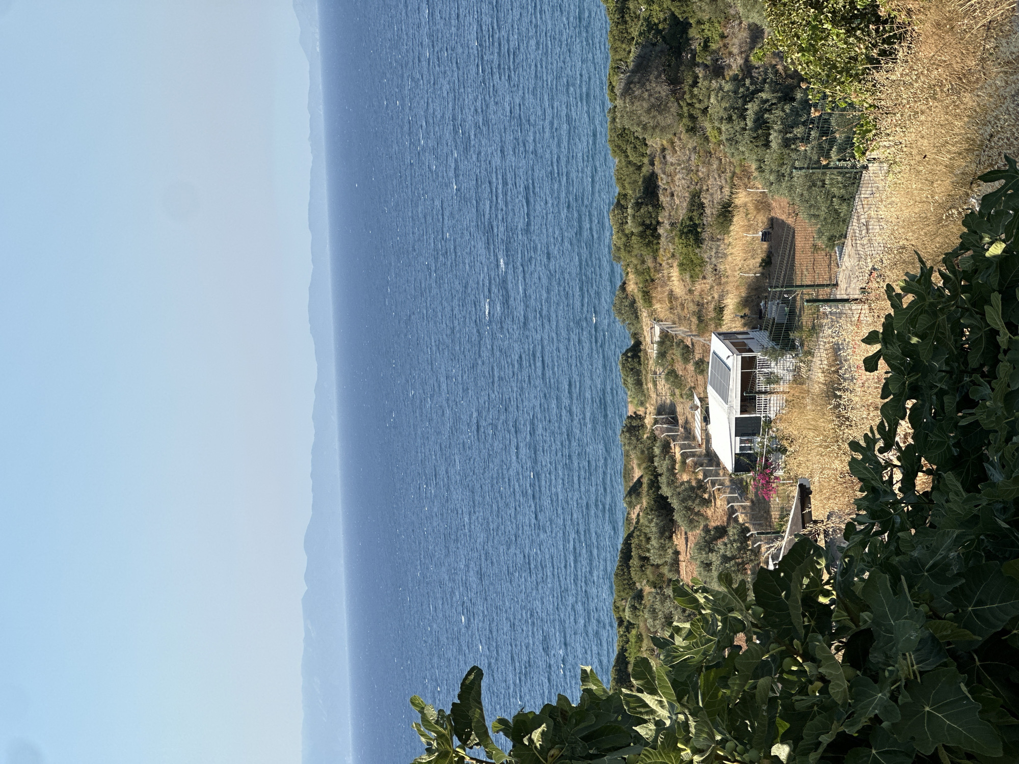 This is a medium-shot, high-angle, landscape photograph of the coastline near the city of Karaburun, Turkey. The image captures a serene scene with the deep blue Aegean Sea dominating the upper half of the frame. Gentle waves ripple across the water's surface, indicating a calm day. In the background, a hazy silhouette of distant mountains stretches across the horizon under a clear, light blue sky.
The foreground and midground are characterized by a rugged, dry terrain covered with low-lying shrubs, olive trees, and tall, golden-brown dry grass. A small, white, modular house with a dark roof and white railings is situated on the hillside, surrounded by a wire fence. Solar panels are visible on the roof of the house. A pink flowering plant adds a splash of color near the house. In the immediate left foreground, a large fig tree with lush green leaves partially obscures the view of the landscape. The overall impression is one of a tranquil, rural setting by the sea. There are no people visible in the image.