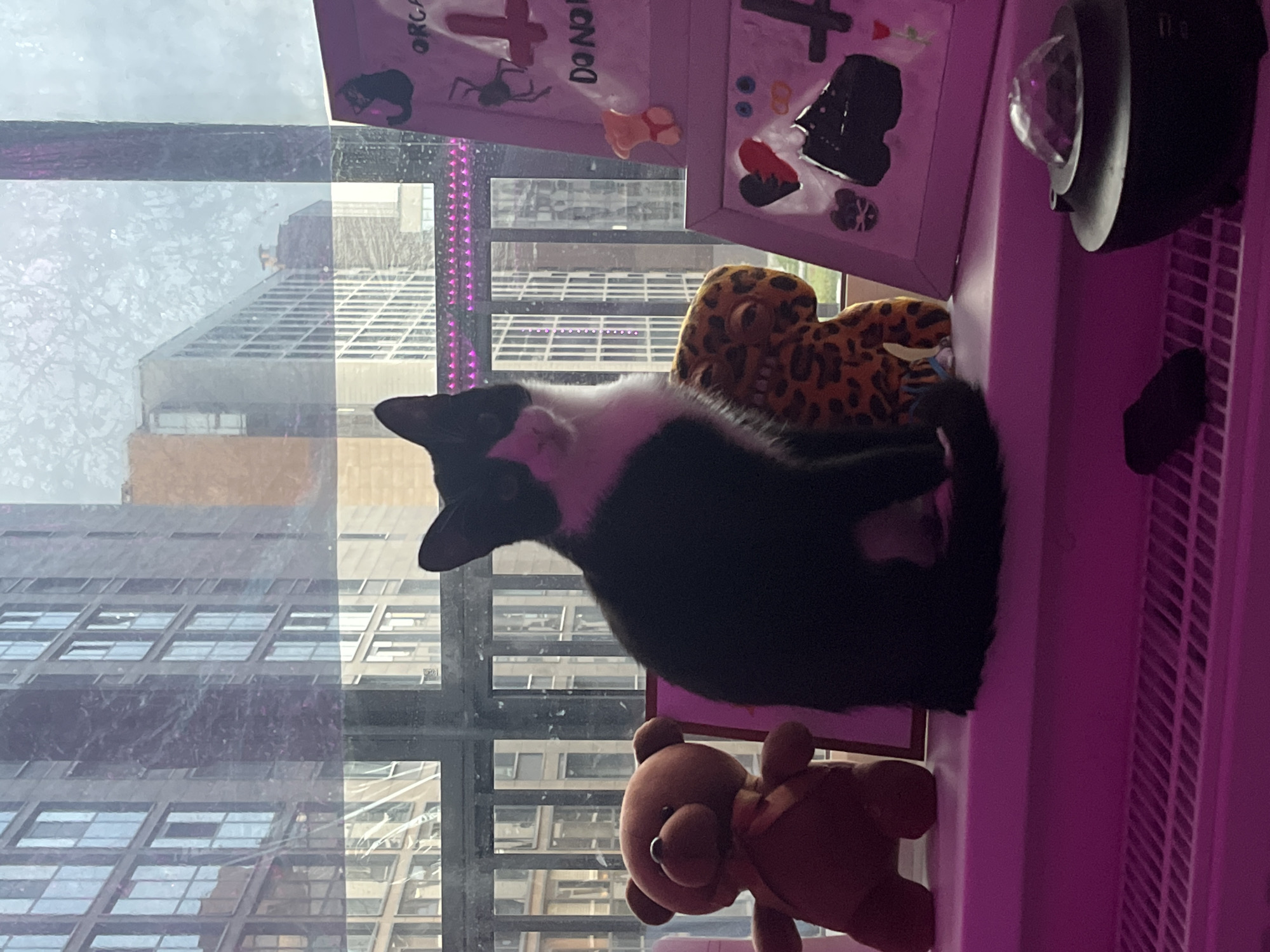 A black and white cat sits on a shelf with a view of a city through a window. The buildings outside the window appear to be tall, with many windows. In addition to the cat, a teddy bear and other objects are on the shelf. A purple light illuminates the scene. The location is not discernible as Saint Petersburg, Russia.