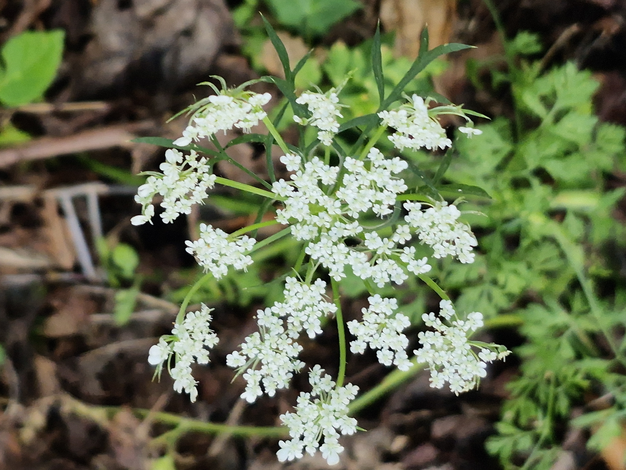 A close-up, eye-level shot captures a cluster of small, white flowers with delicate, green stems and leaves. The flowers are arranged in umbels, with each umbel composed of numerous tiny, five-petaled blossoms. The background is softly blurred, showing earthy brown tones of soil and leaf litter, interspersed with patches of vibrant green foliage. The lighting appears natural, possibly from an overcast sky or diffused sunlight, creating subtle shadows and highlighting the textures of the flowers and leaves. No people or animals are visible in the frame. The location is described as Unknown, Unknown.